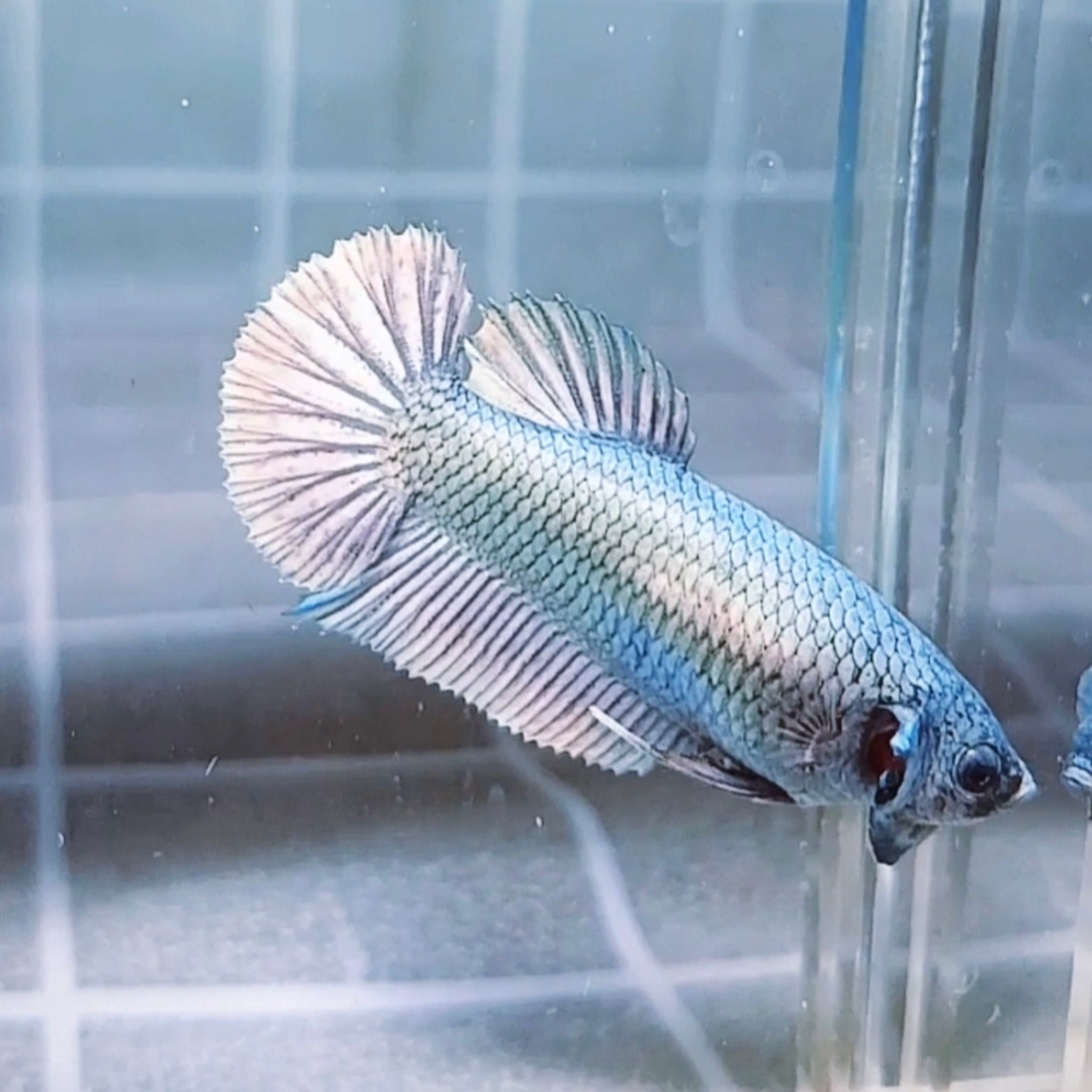 Solid Copper Giant Betta (Female)