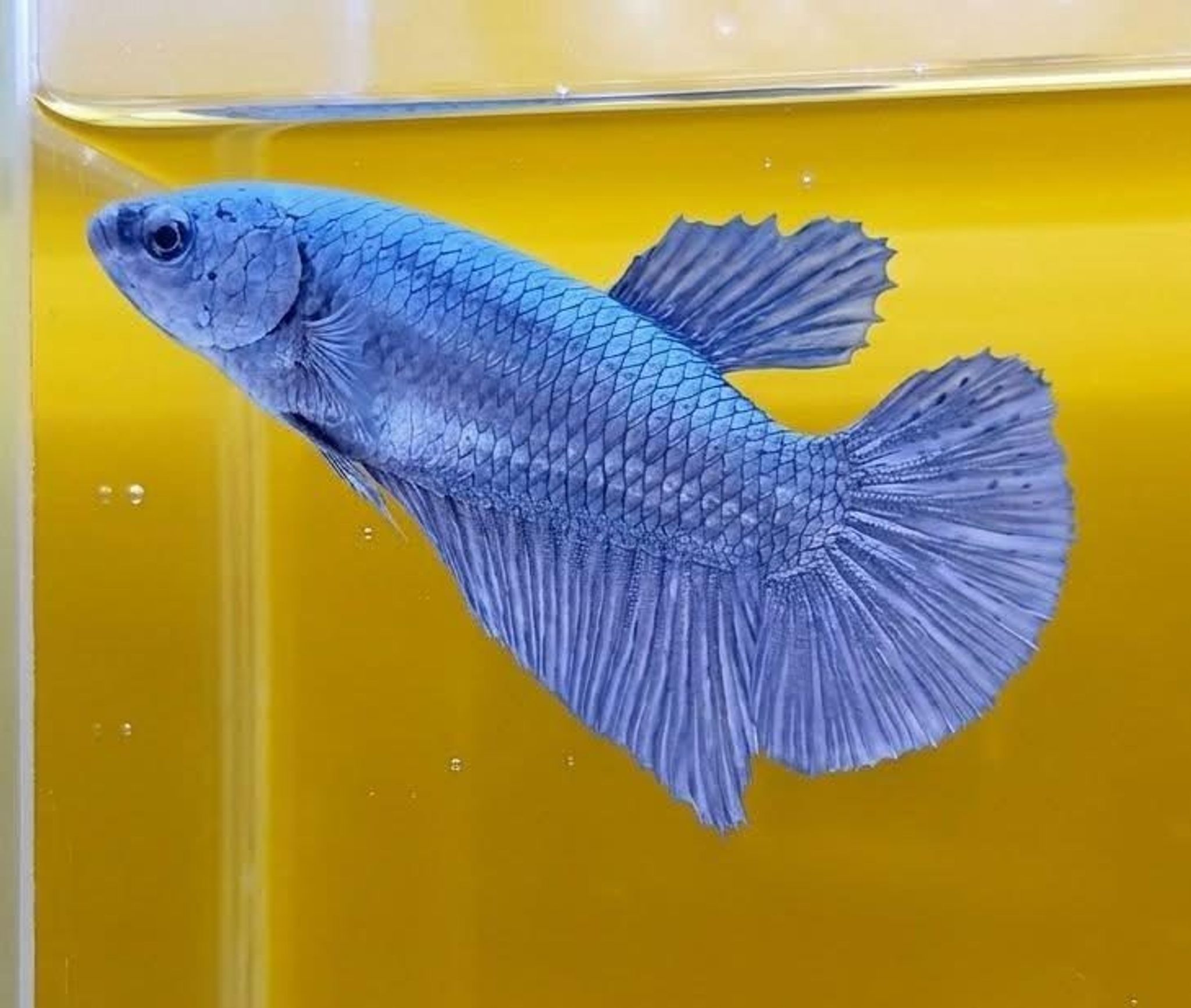 Solid Copper Giant Betta (Female)