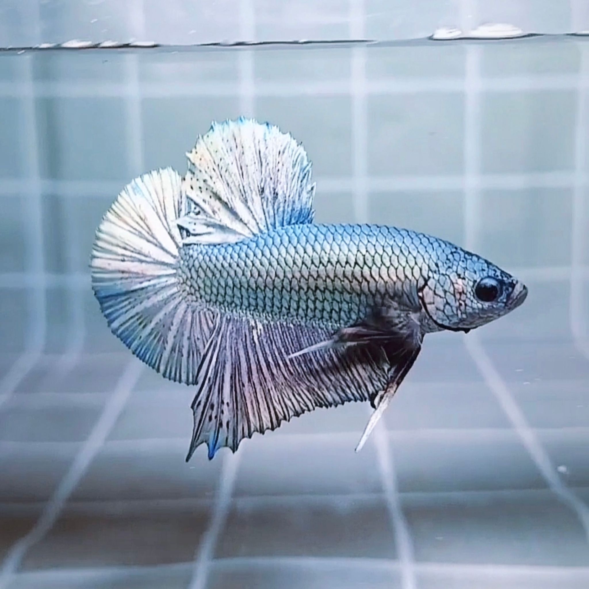 Solid Copper Giant Betta (Male)