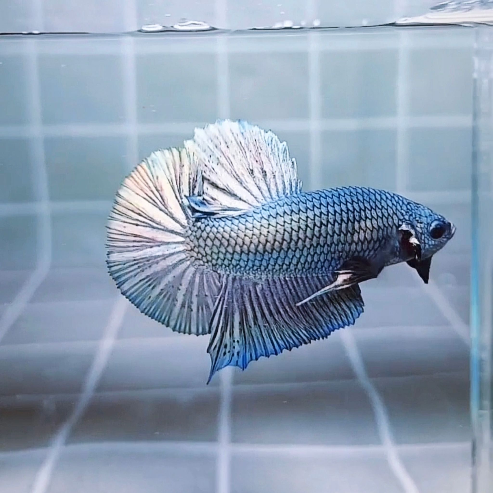 Solid Copper Giant Betta (Male)