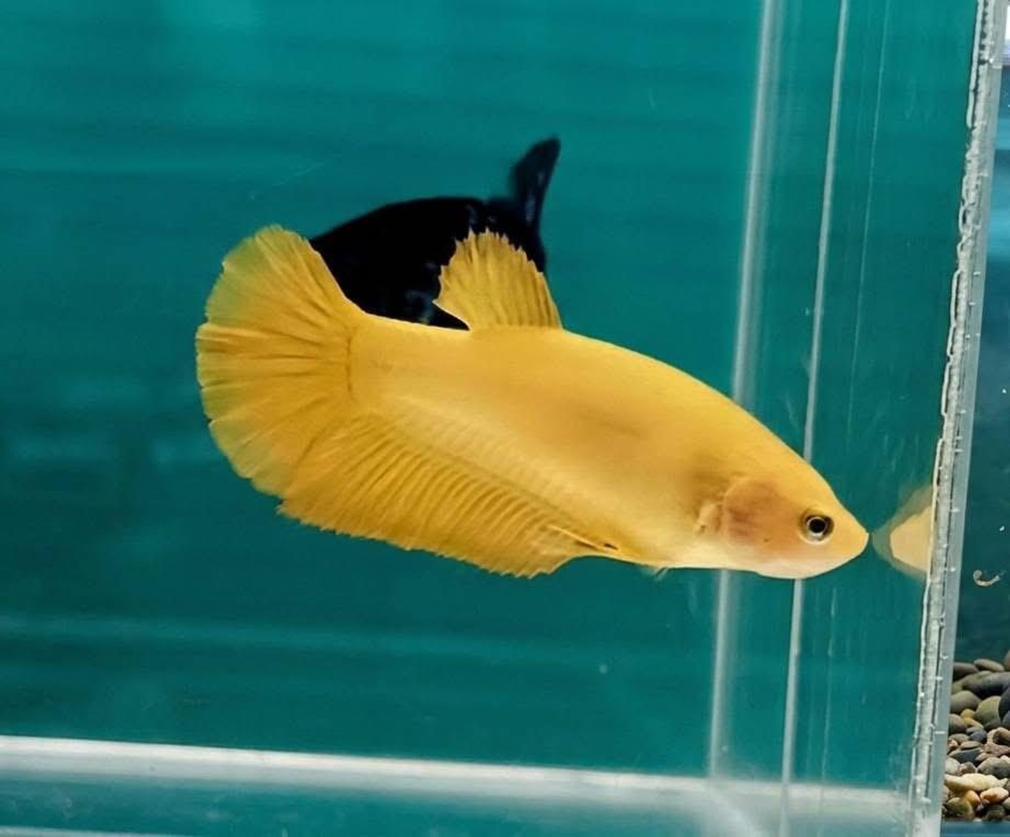 Solid Yellow Giant Betta (Female)