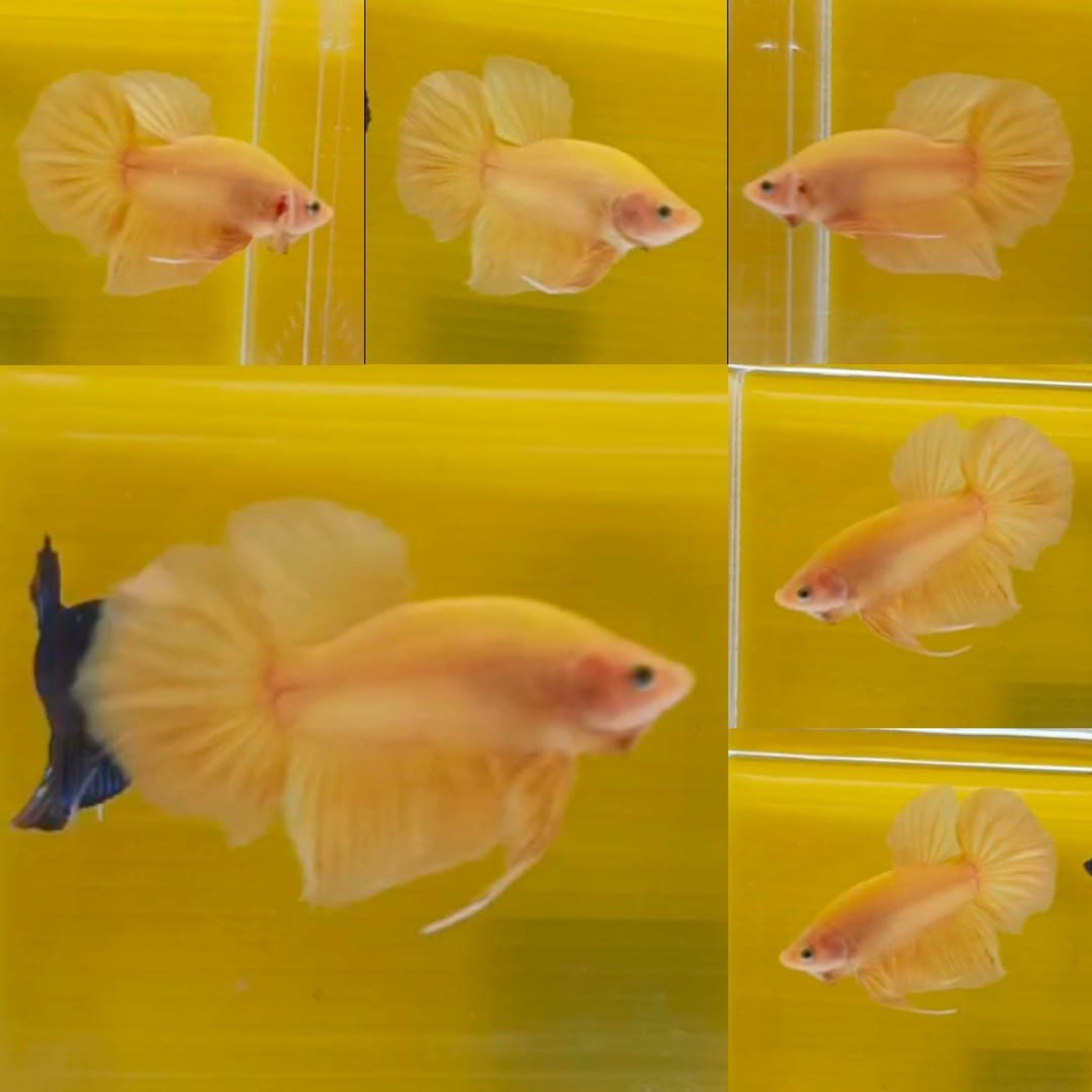 Solid Yellow Giant Betta (Male)