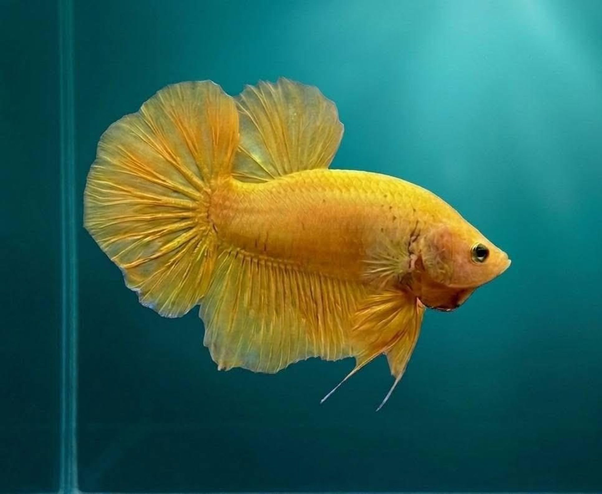 Solid Yellow Giant Betta (Male)