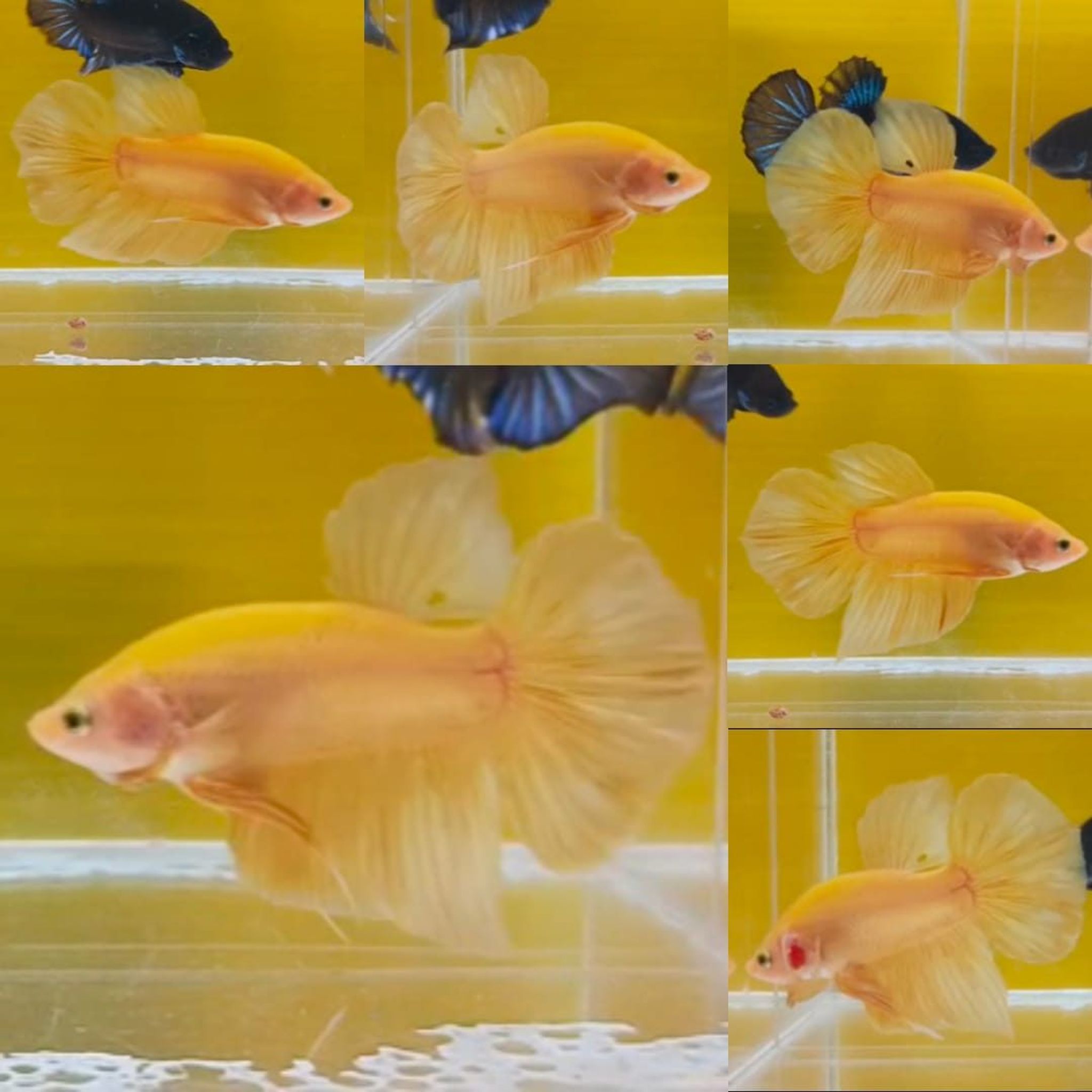 Solid Yellow Giant Betta (Male)