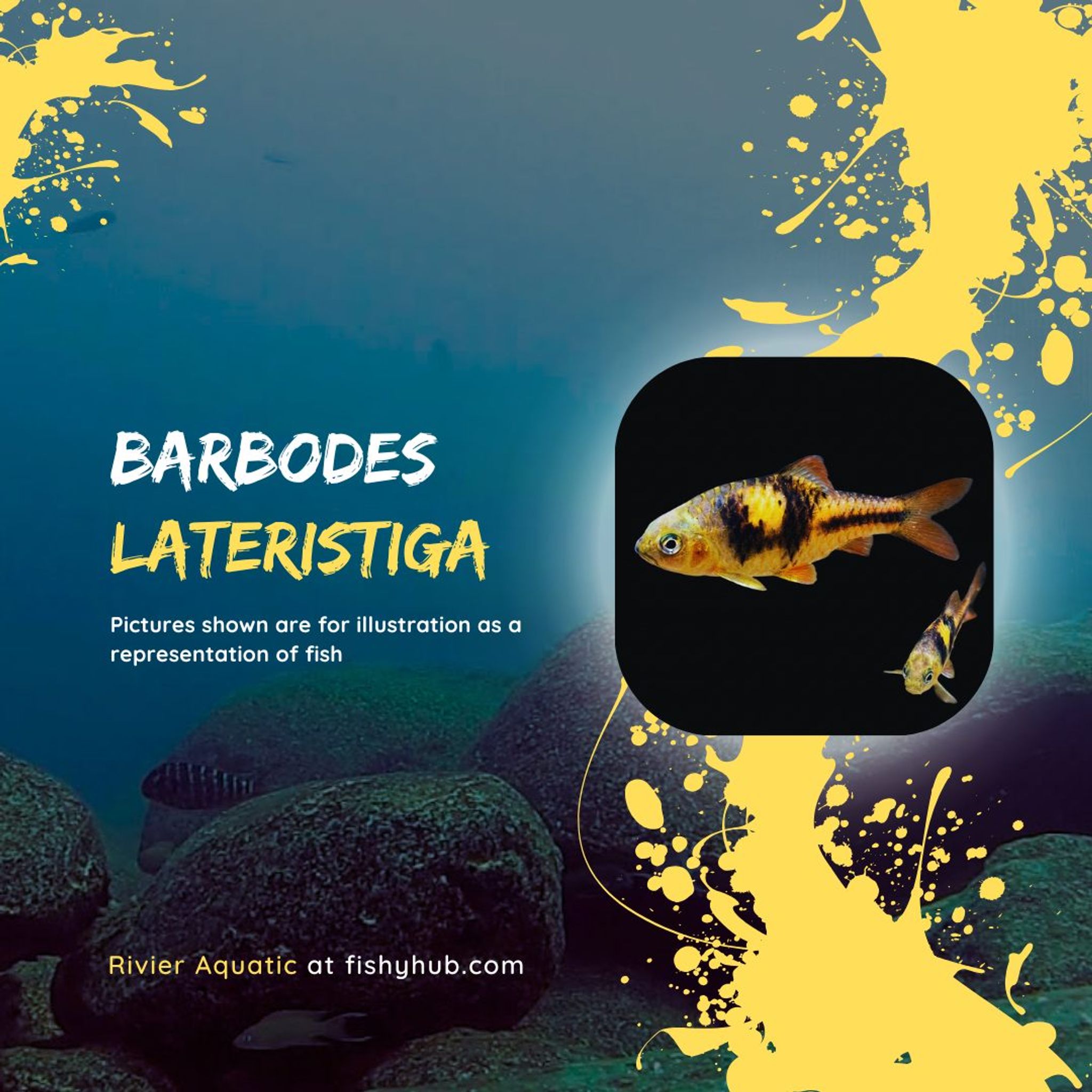 Spanner Barb (Barbodes Lateristriga)