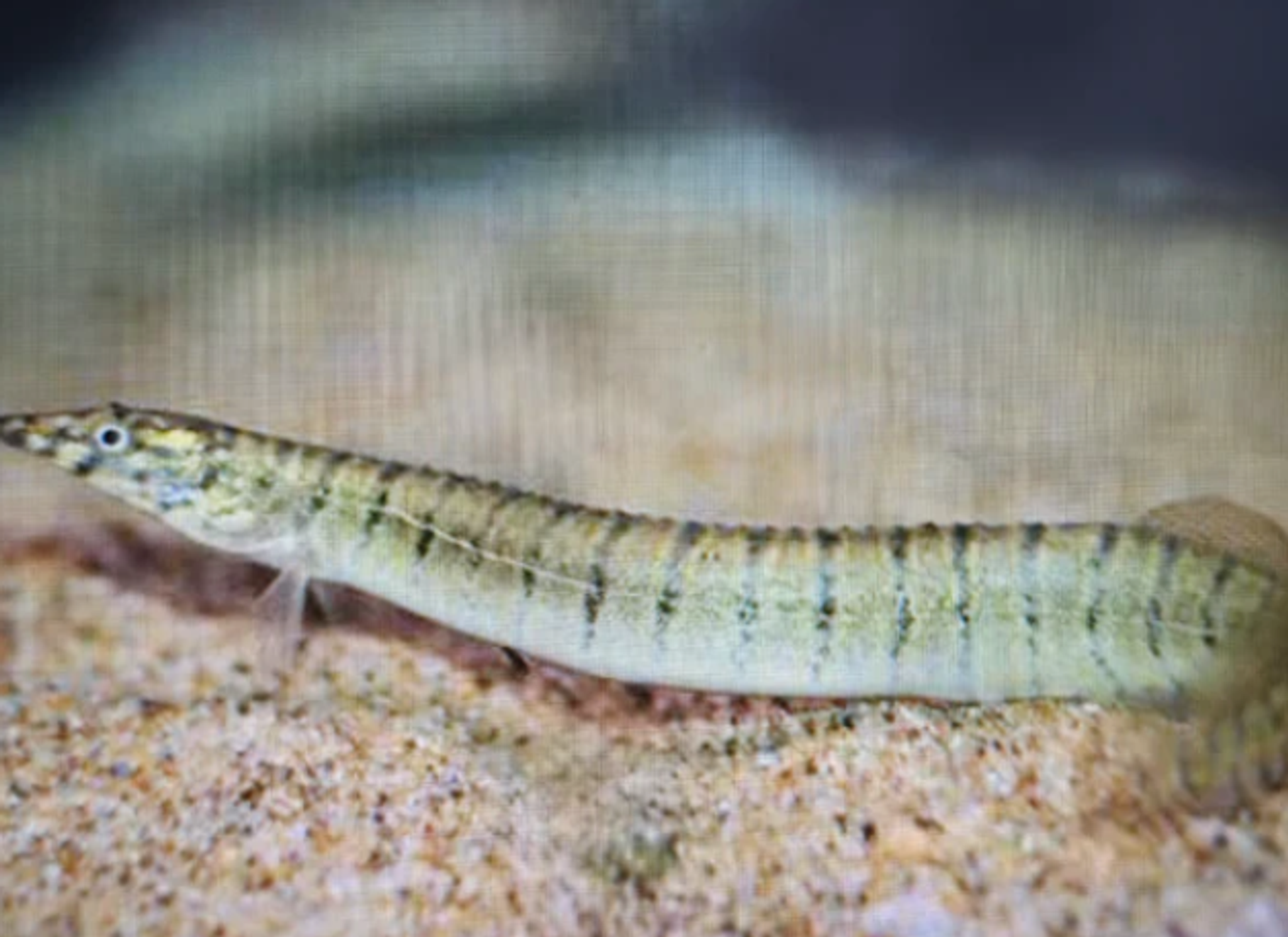 Spiny zebra eel 3-4"