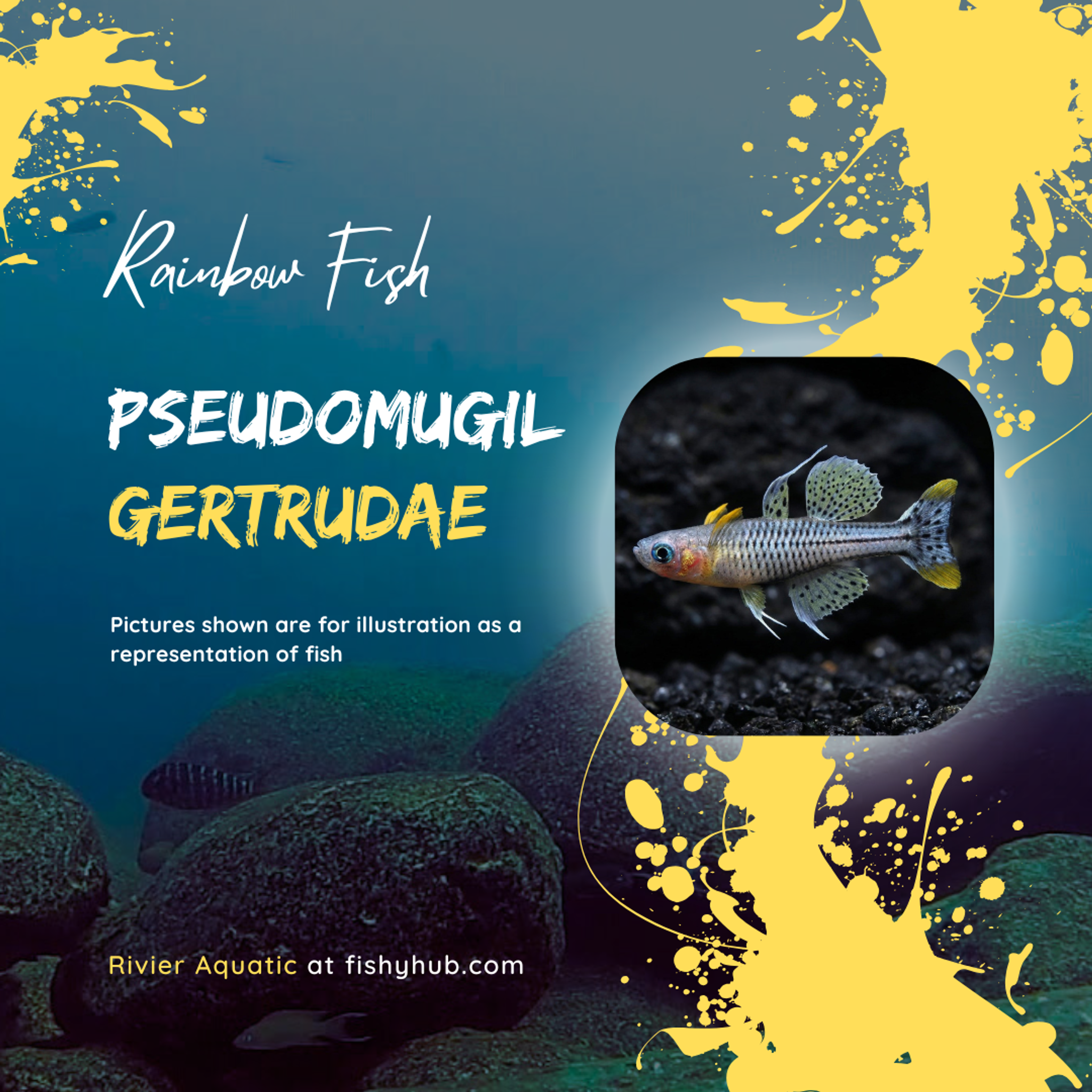 Spotted Blue-Eye Rainbowfish (Pseudomugil gertrudae)
