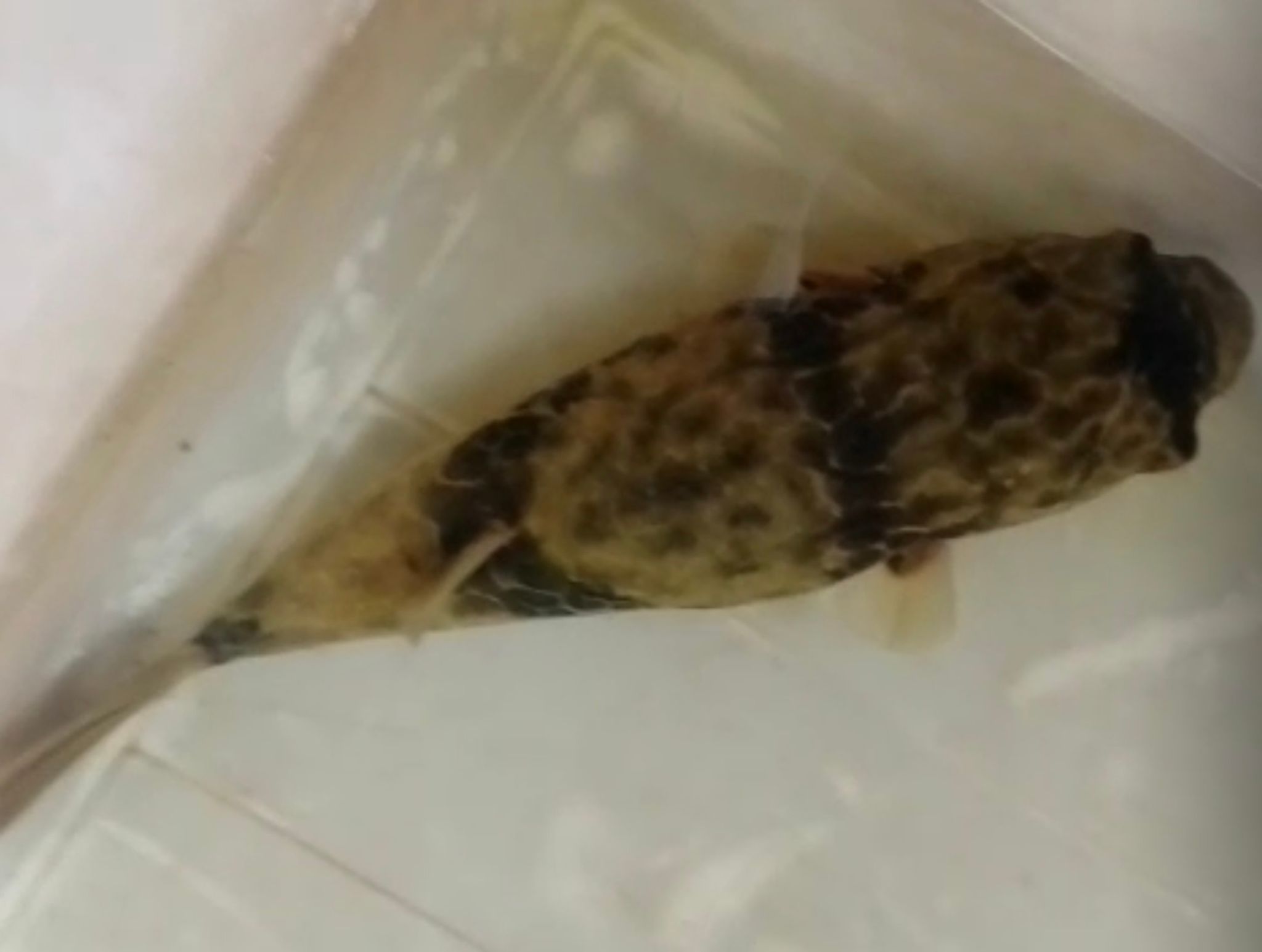 Spotted Congo puffer (Tetraodon schoutedeni)