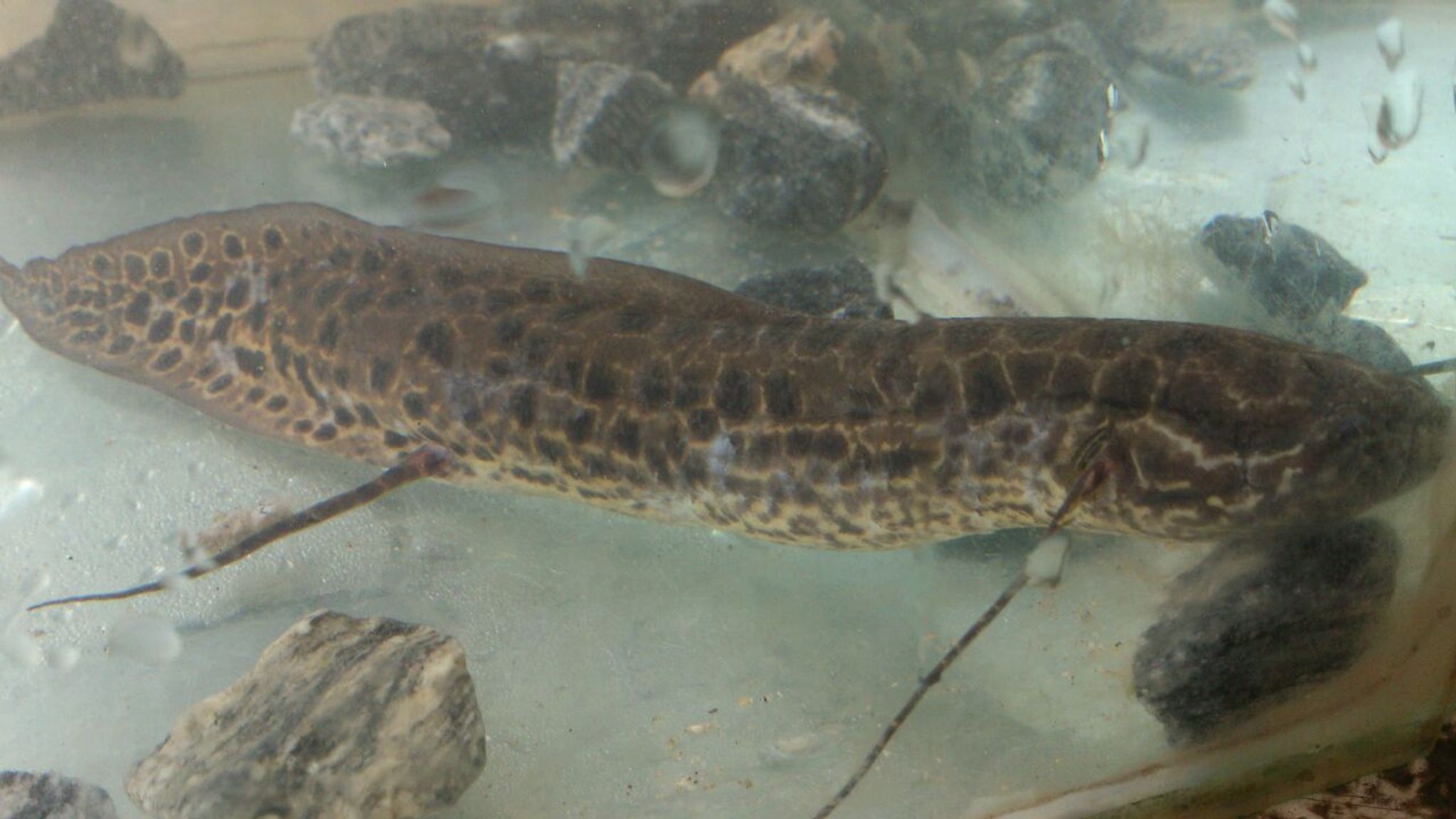 Spotted Lung fish (Protopterus dolloi)
