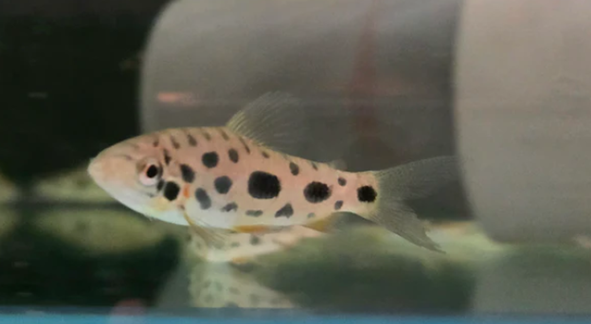 Spotted leporinus 5-6cm