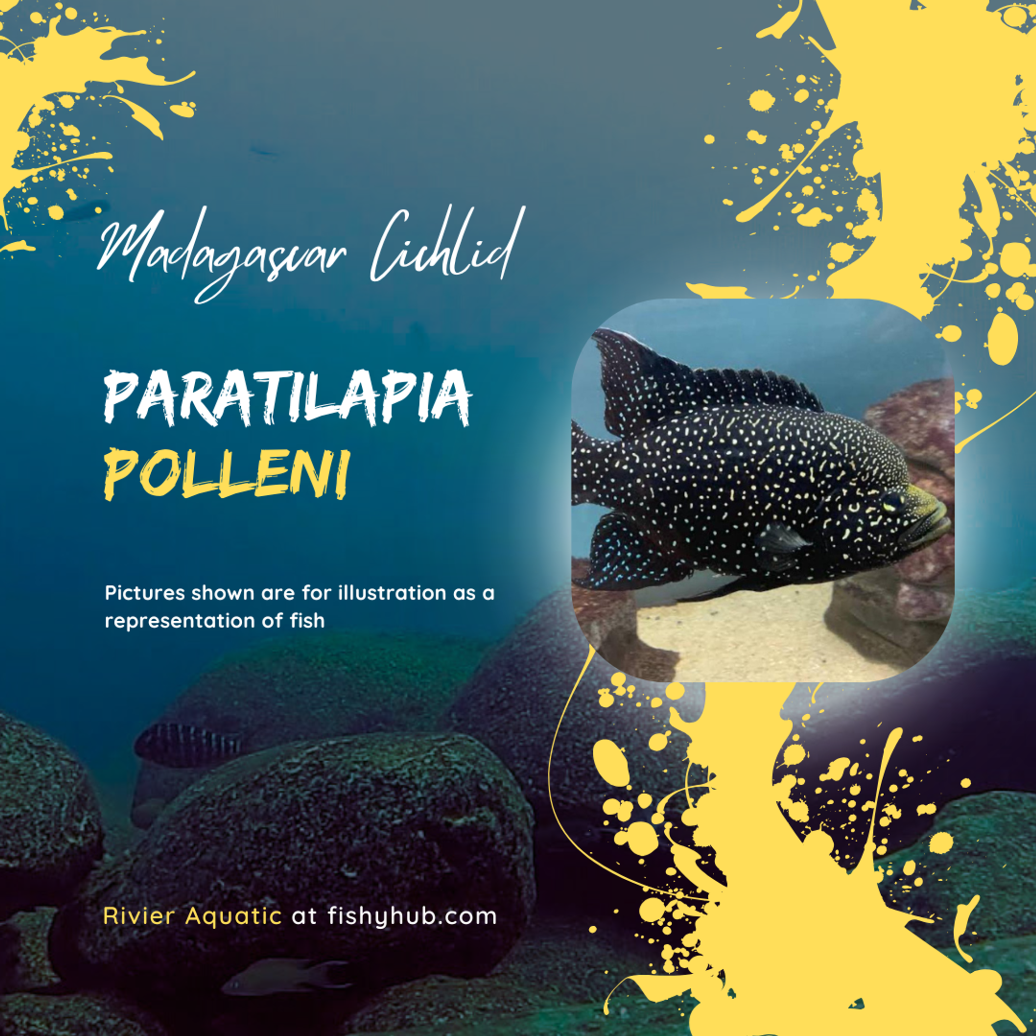 Starry Night Cichlid (Paratilapia Polleni)