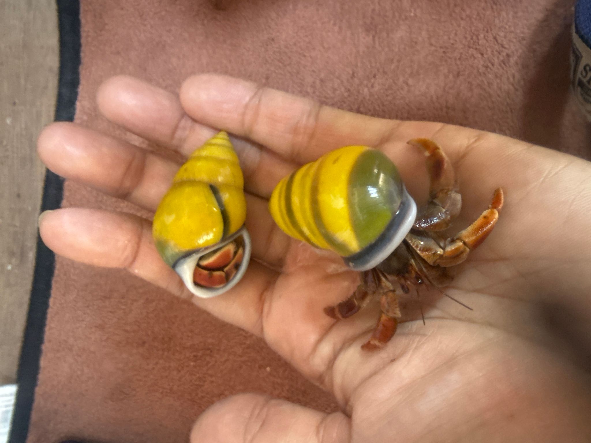 Strawberry Hermit Crab (yellow shell)