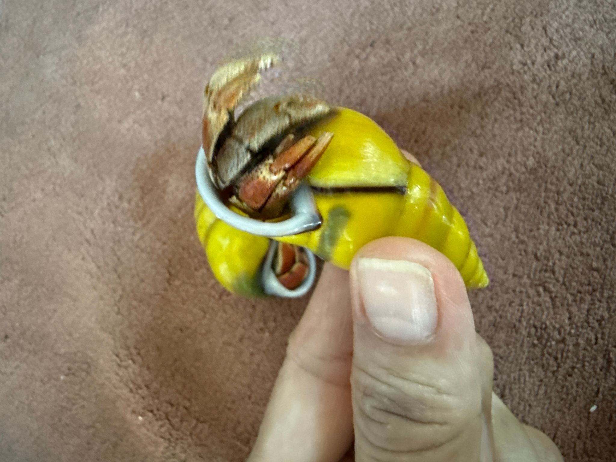 Strawberry Hermit Crab (yellow shell)
