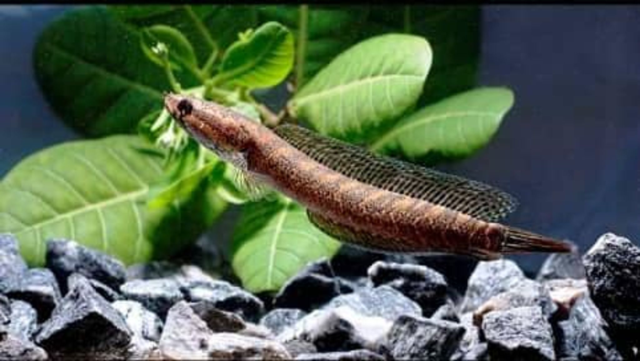 Striped Snakehead (Channa striata)