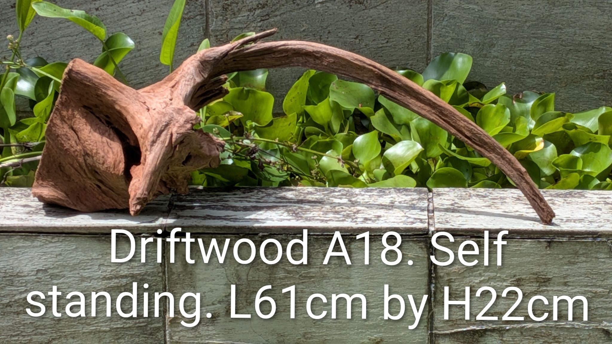 Stunning Arching Driftwood (A18) | 61cm Length | Self-Standing