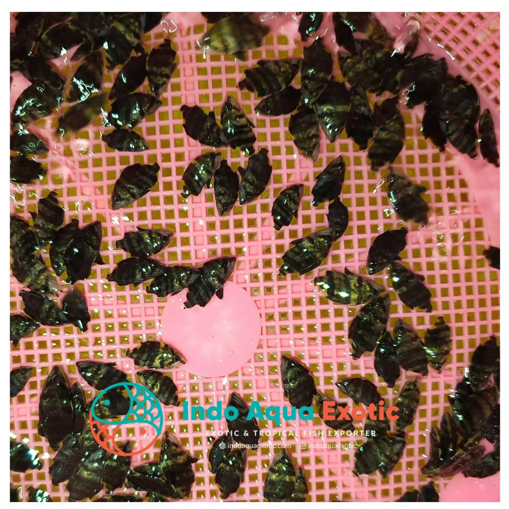1 bag of Sumatera Tiger Fish Baby