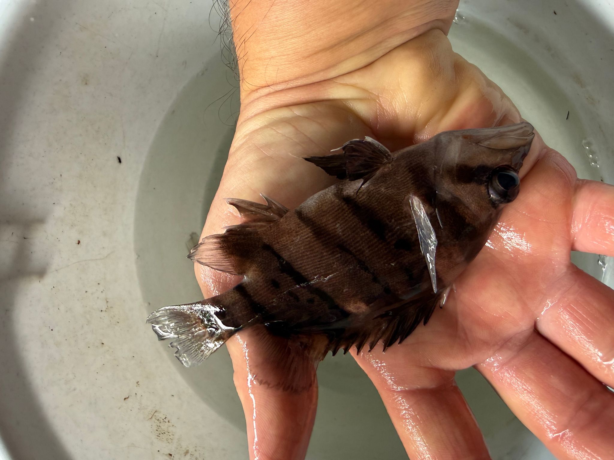 Sumatra Tiger (3-4 inch)