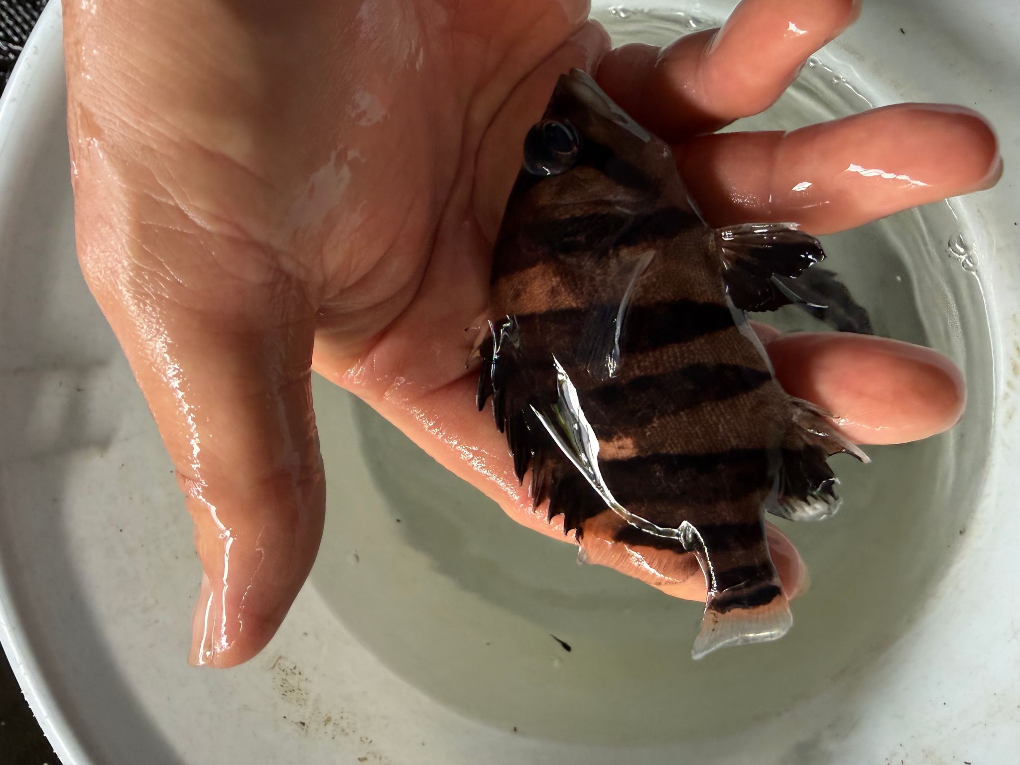 Sumatra Tiger (3-4 inch)