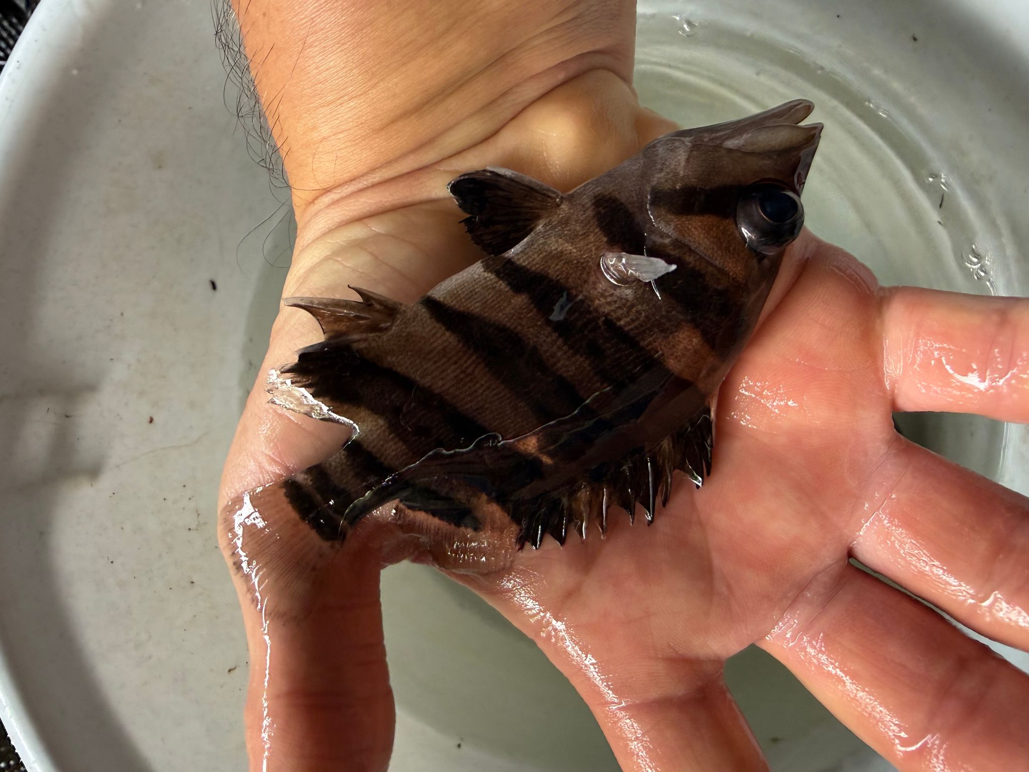 Sumatra Tiger (3-4 inch)