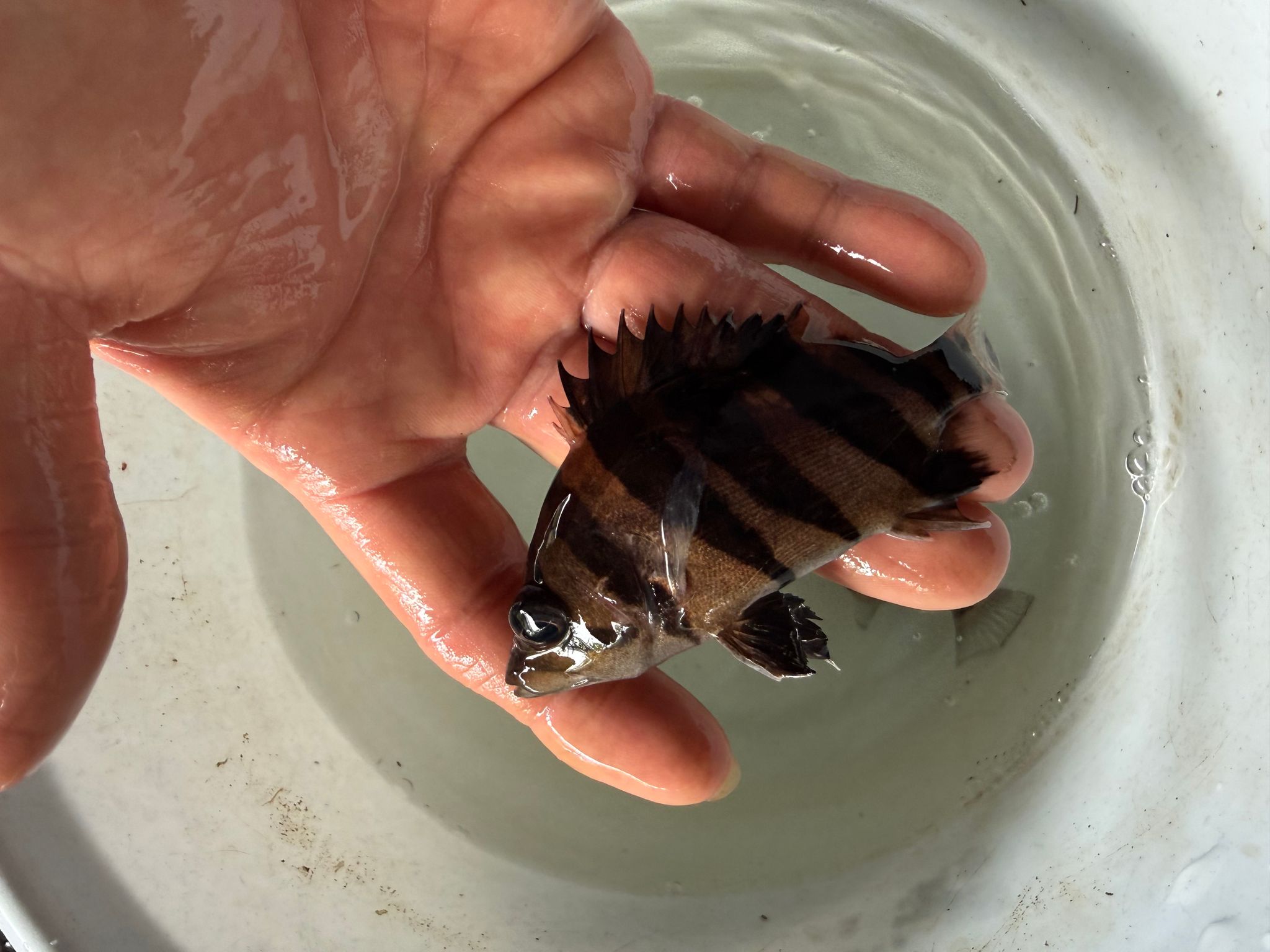 Sumatra Tiger (3-4 inch)