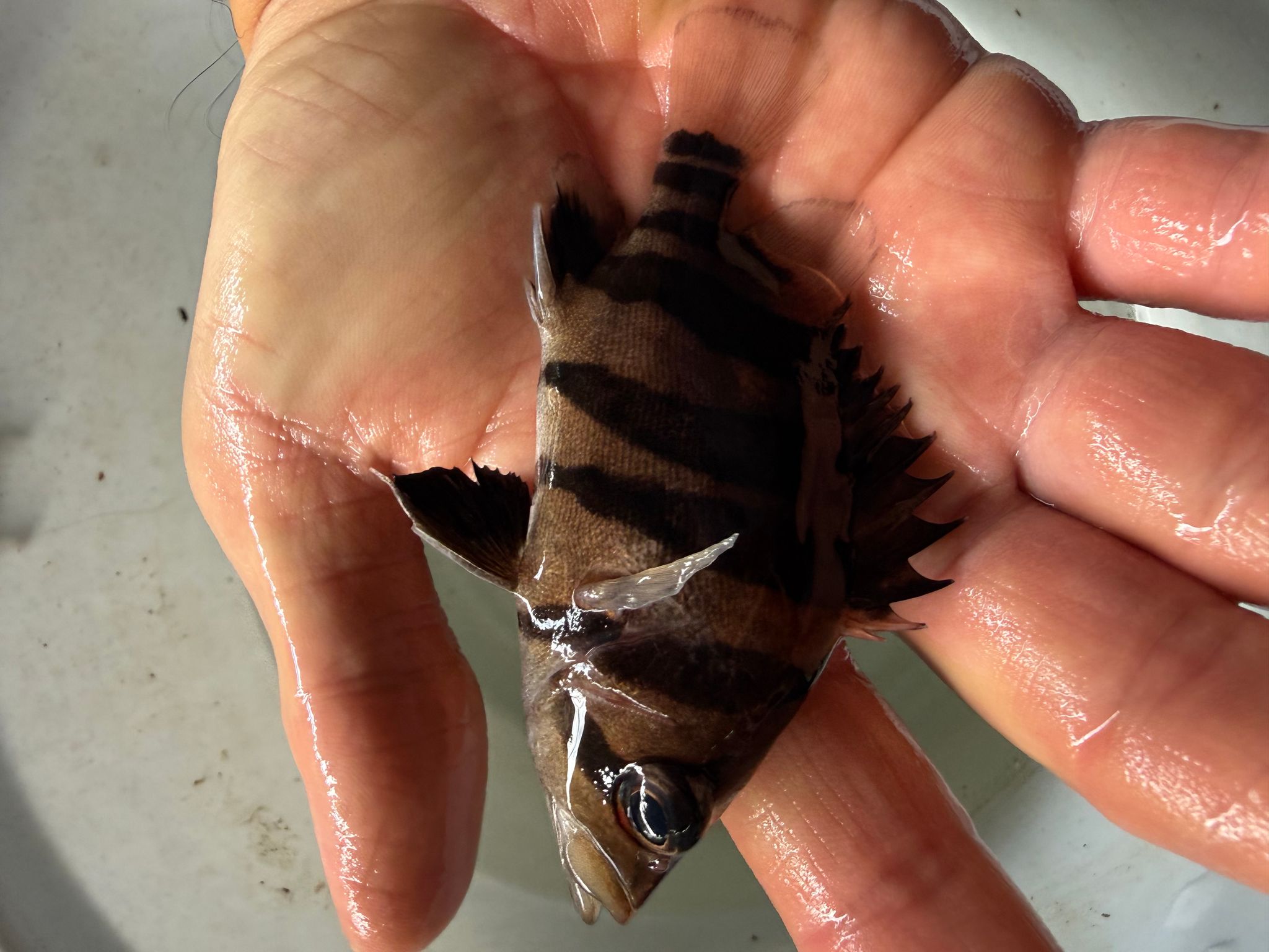 Sumatra Tiger (3-4 inch)