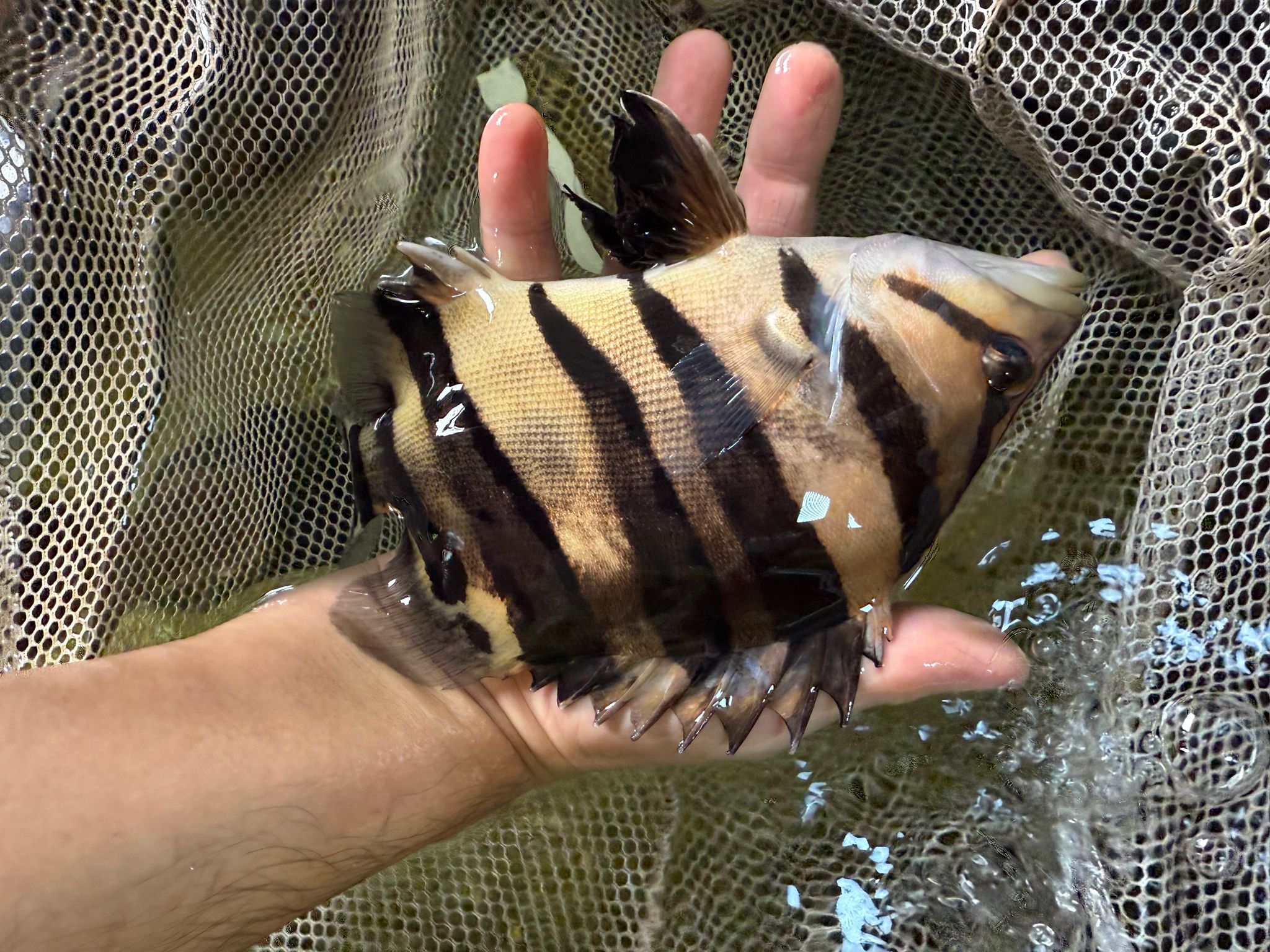 Sumatra Tiger 8-9 inch