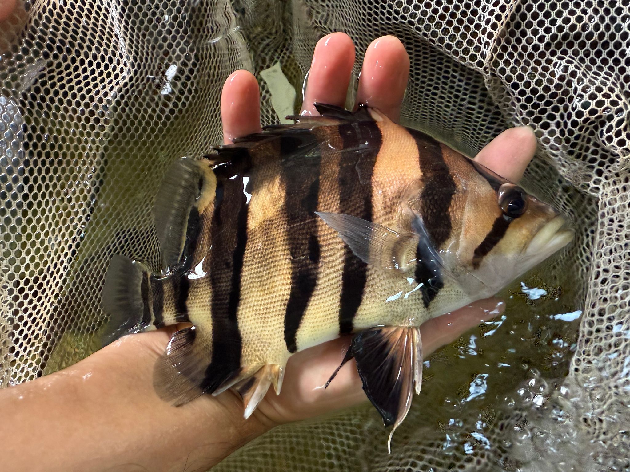 Sumatra Tiger 8-9 inch