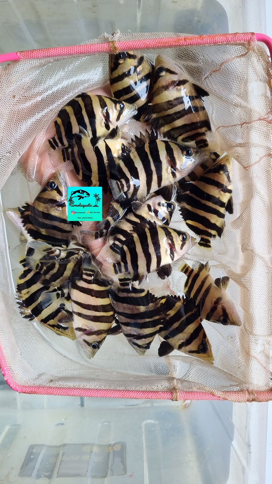 Sumatra Tiger Datz / Indo Datz