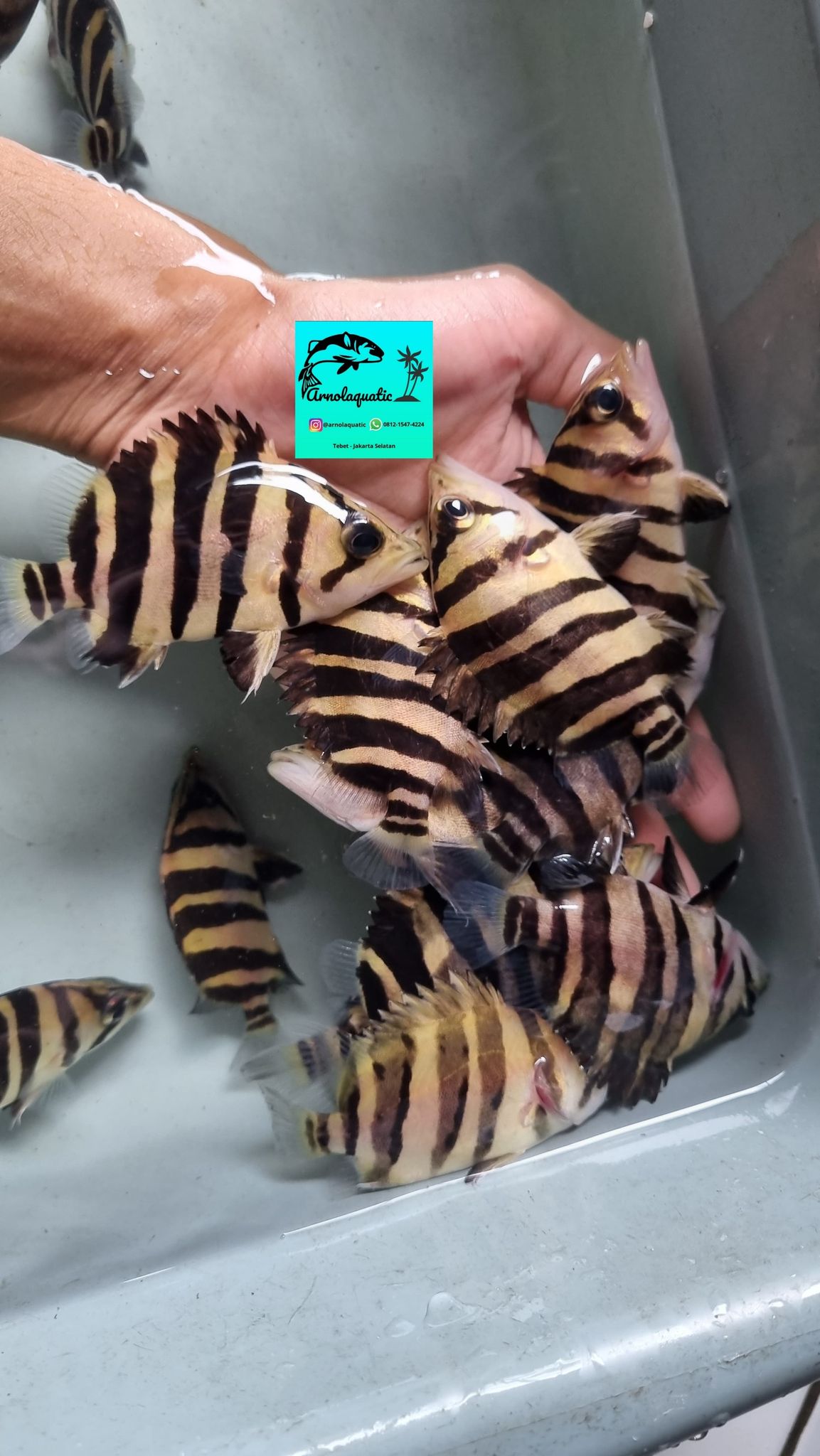 Sumatra Tiger Datz / Indo Datz