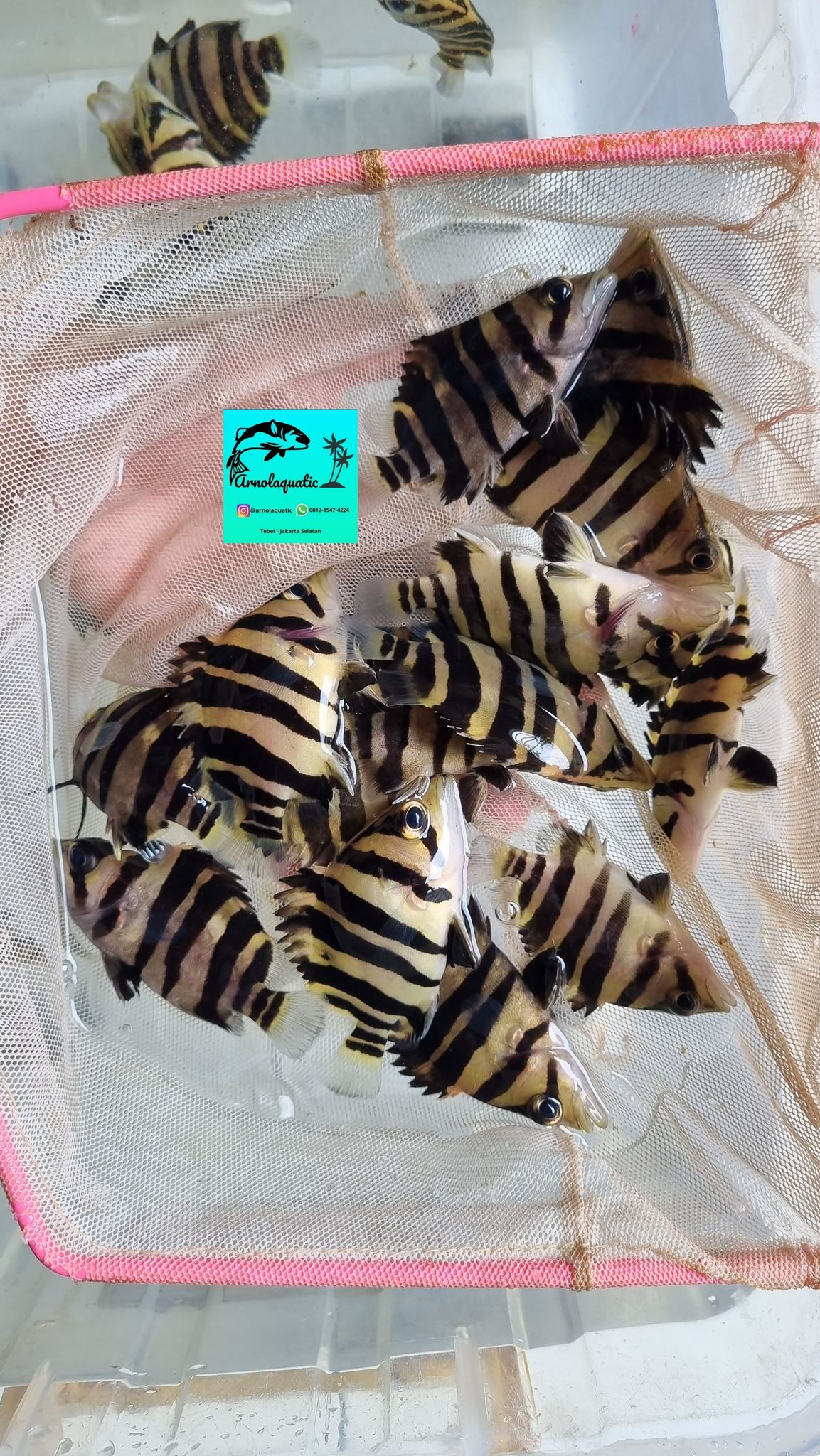 Sumatra Tiger Datz / Indo Datz
