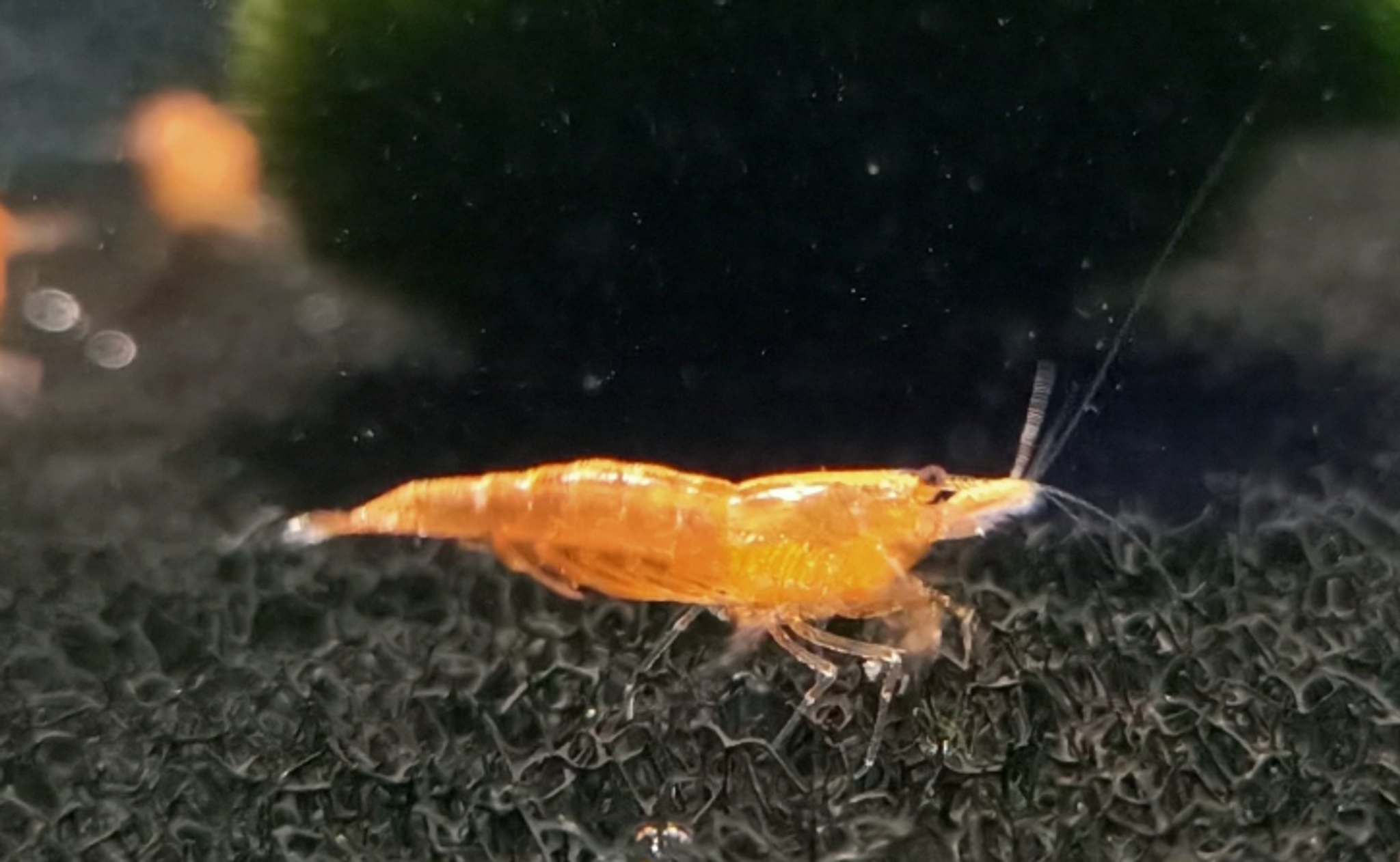 Sunkist Shrimp