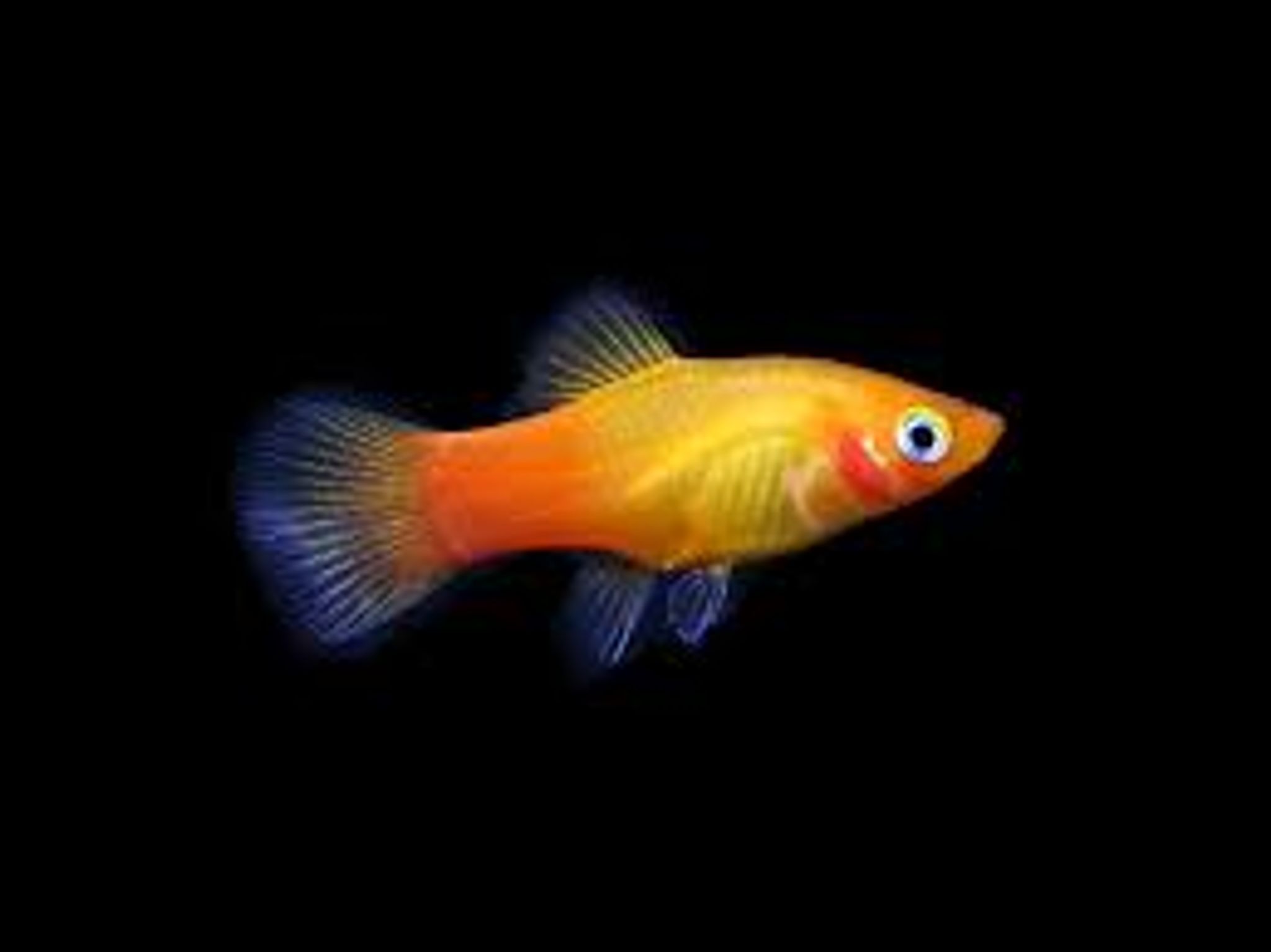Sunset Platy L