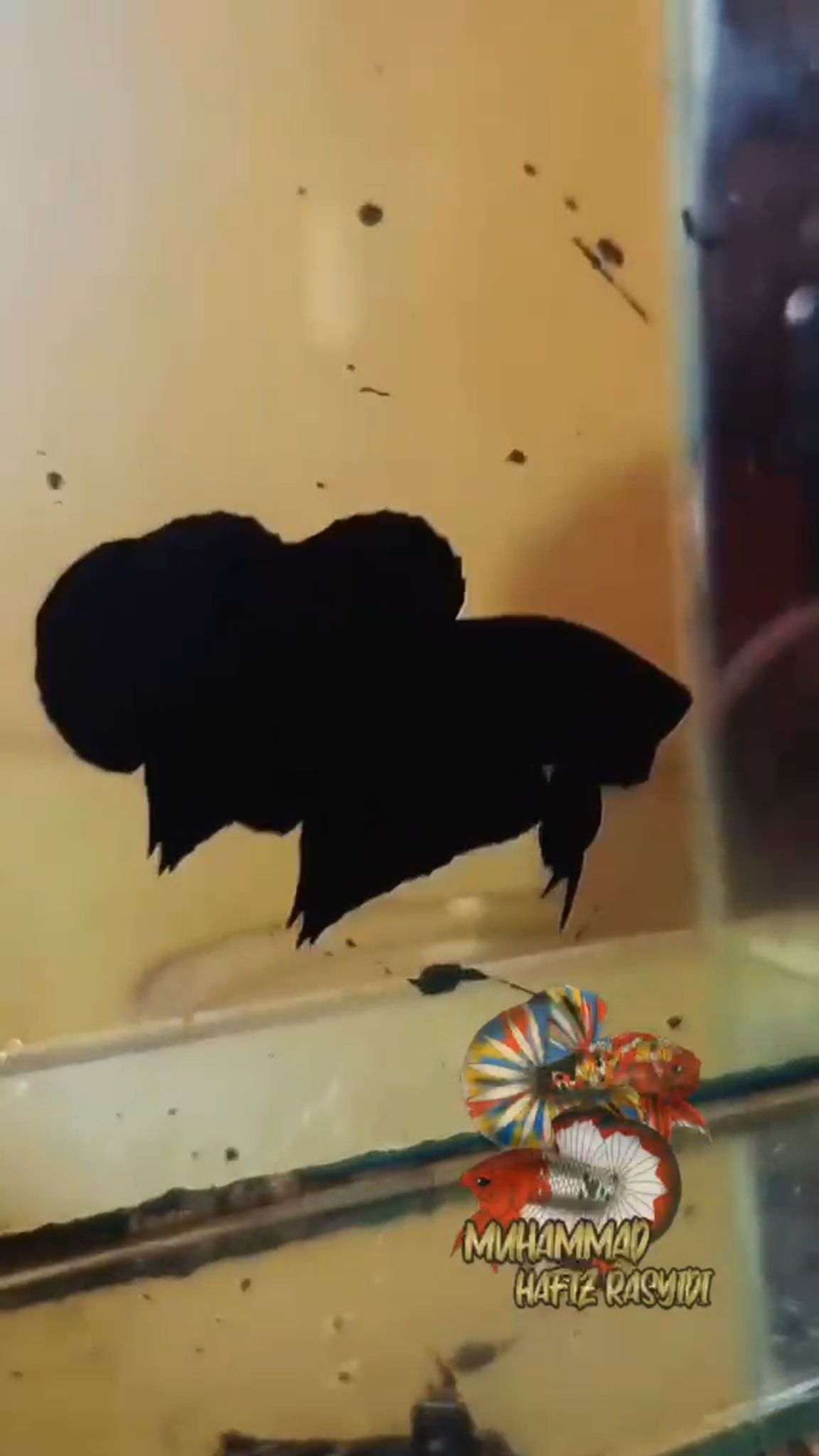 Super Black