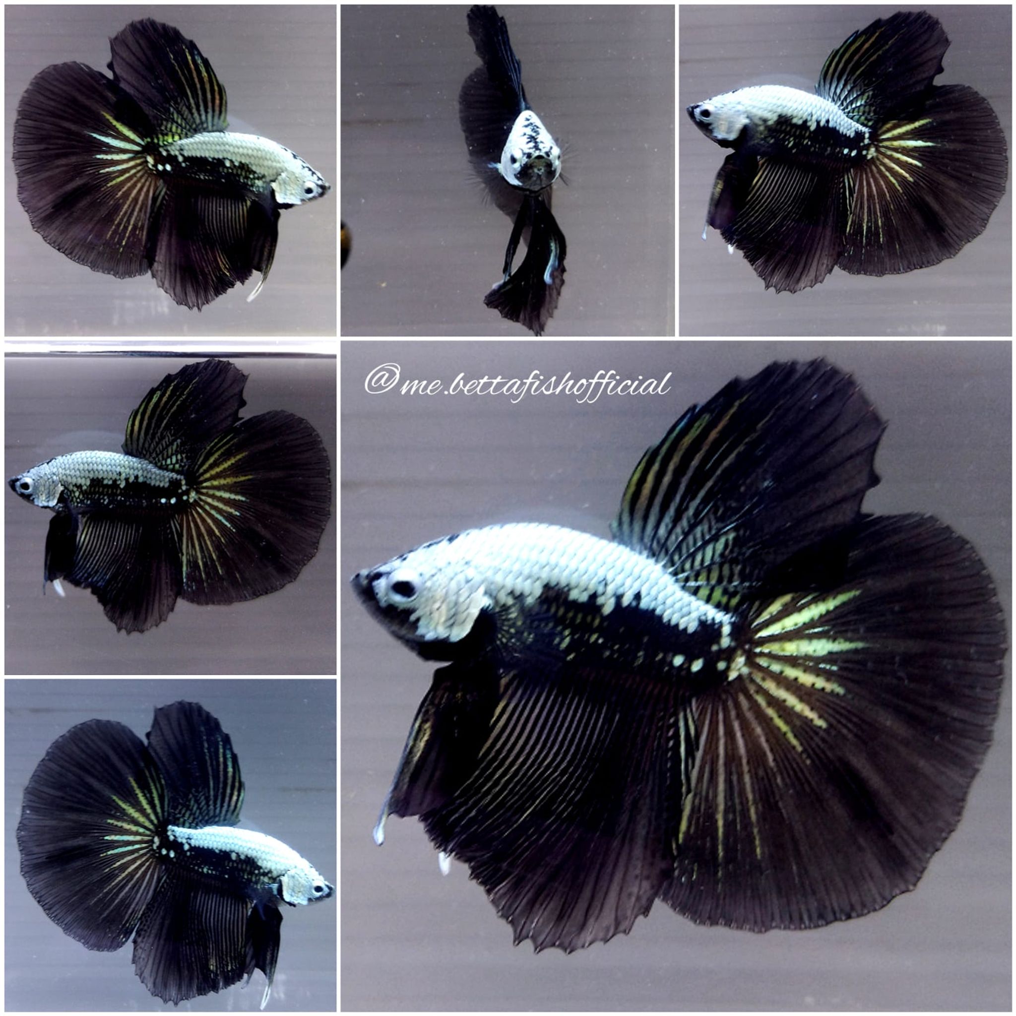 Super Delta Tail Black Samurai