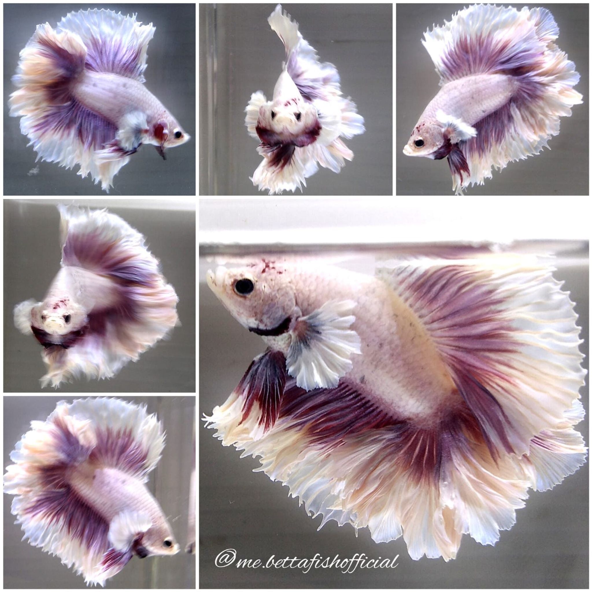Super Double Rosetail Dumbo Ear Alicorn Lilac Butterfly ( New Type)