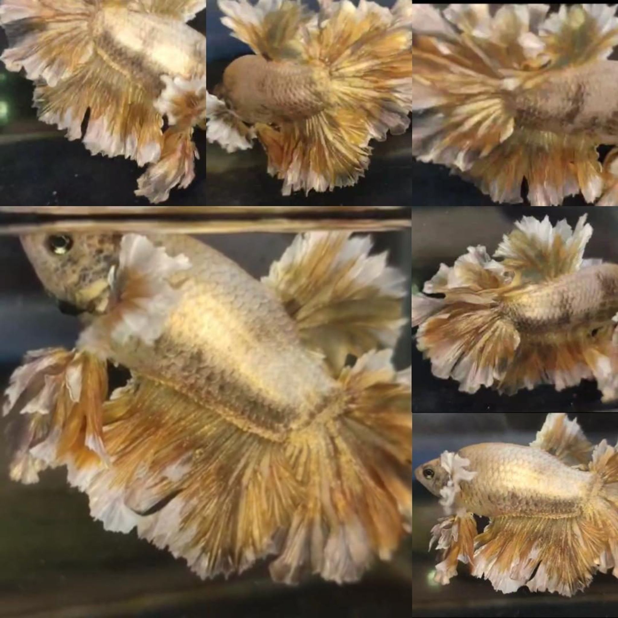 Super Gold King Feathertail HM Betta (Male)