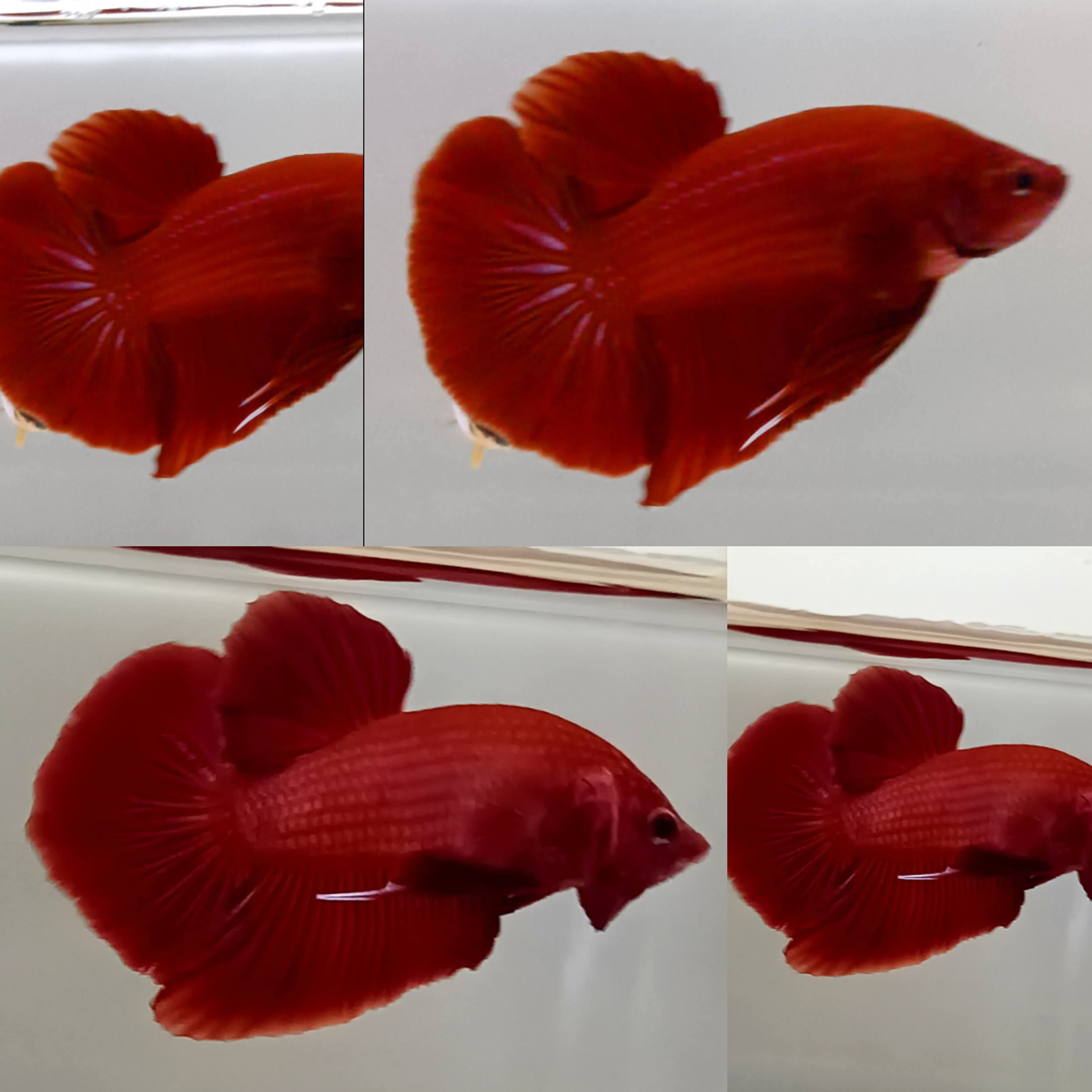 Super Red Giant Betta (Male)