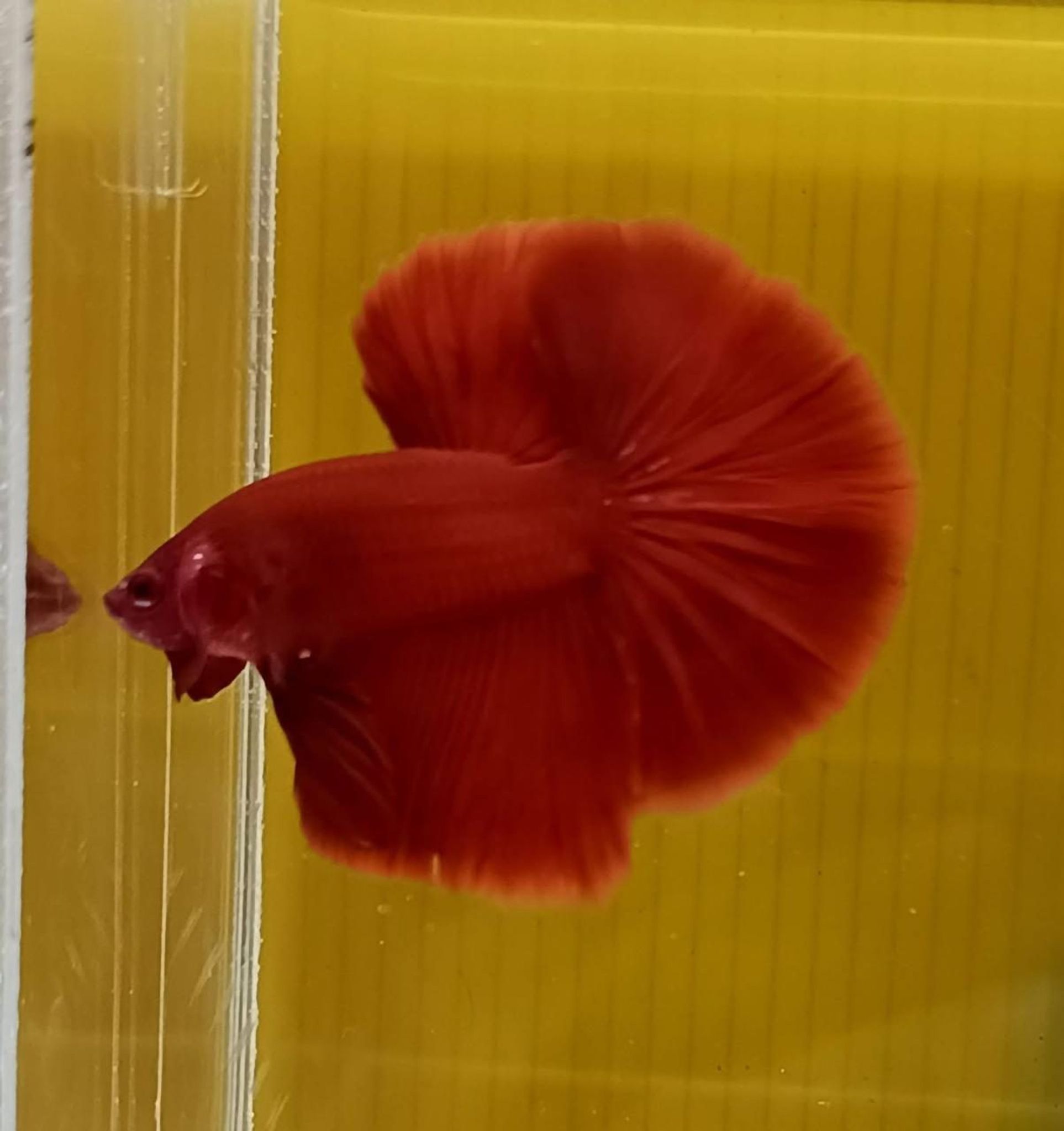 Super Red Giant Halfmoon Betta (Male)