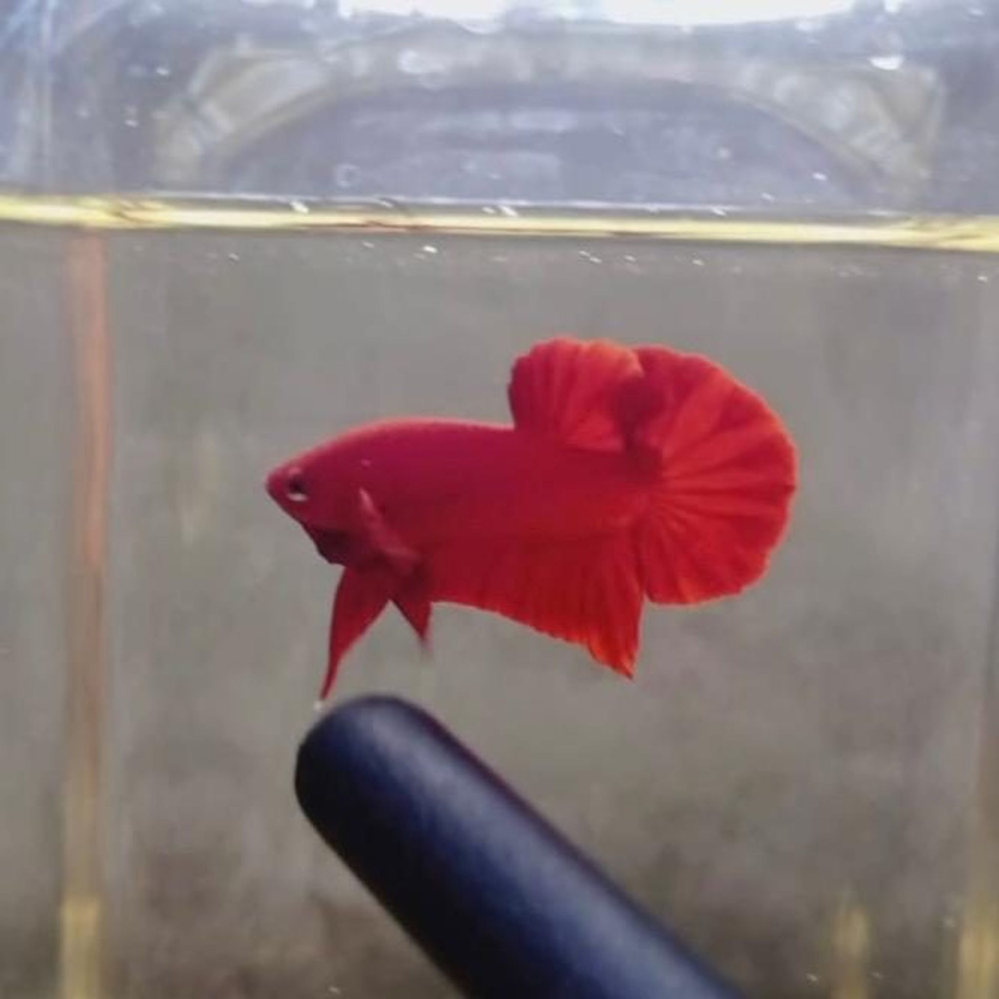 Super Red HMPK Betta (Male)