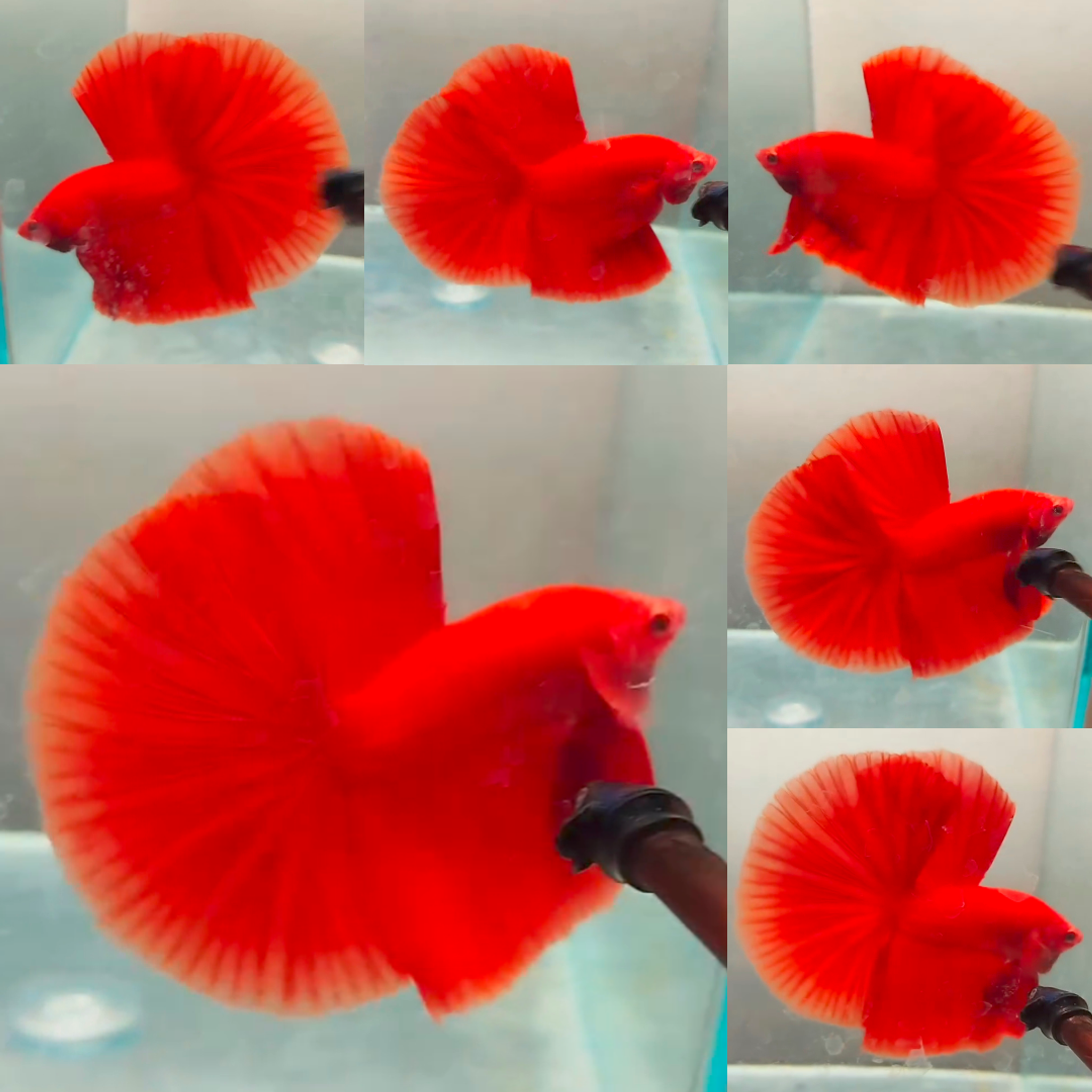 Super Red Halfmoon Betta (Male)