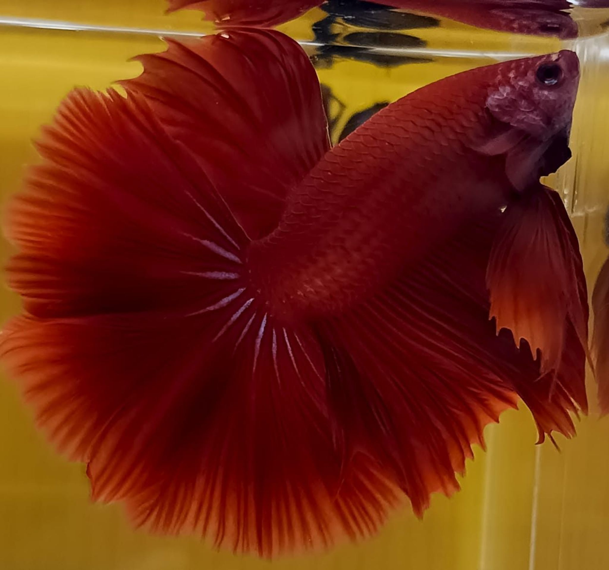 Super Red Halfmoon Betta (Male)