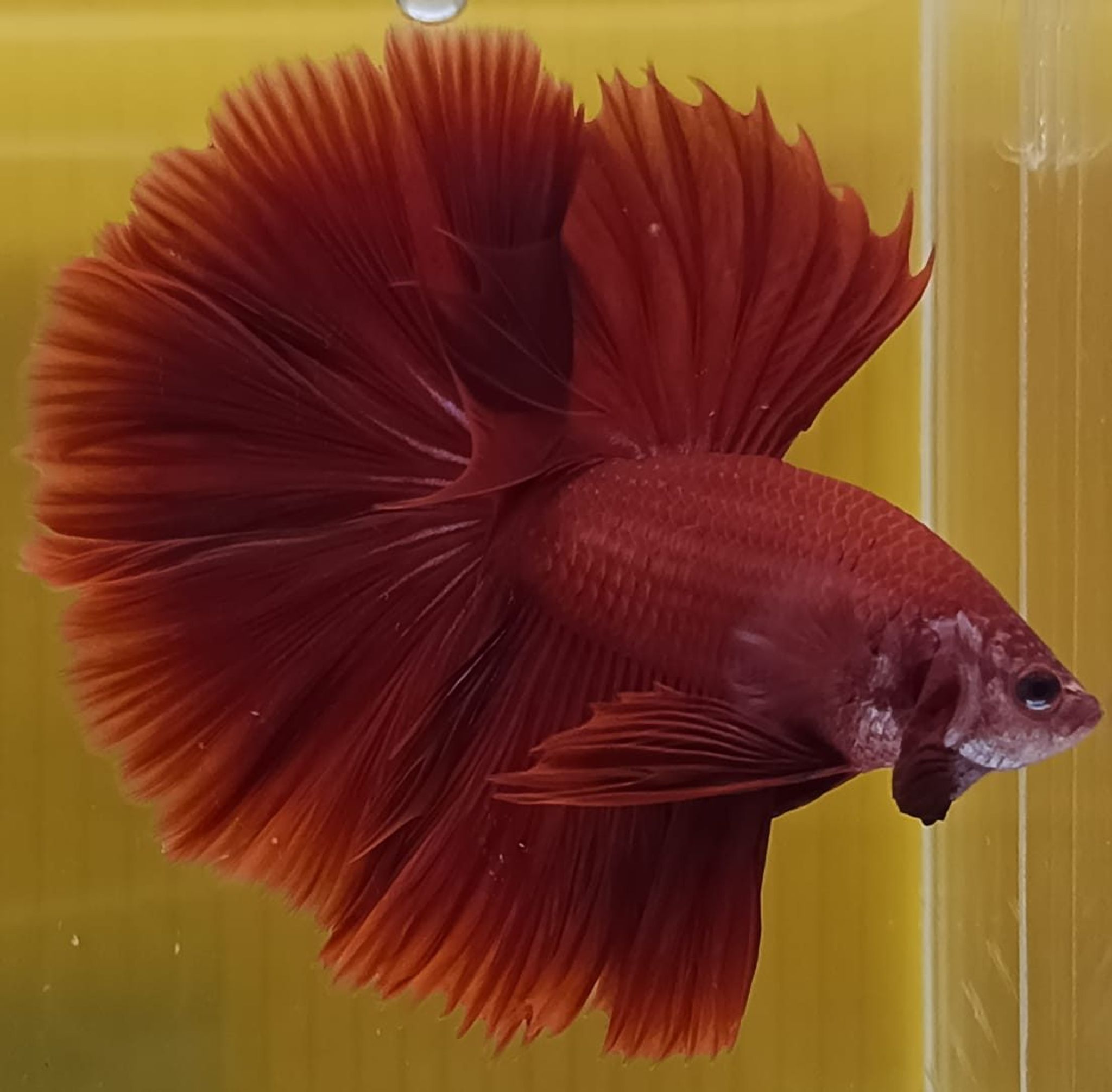 Super Red Halfmoon Betta (Male)