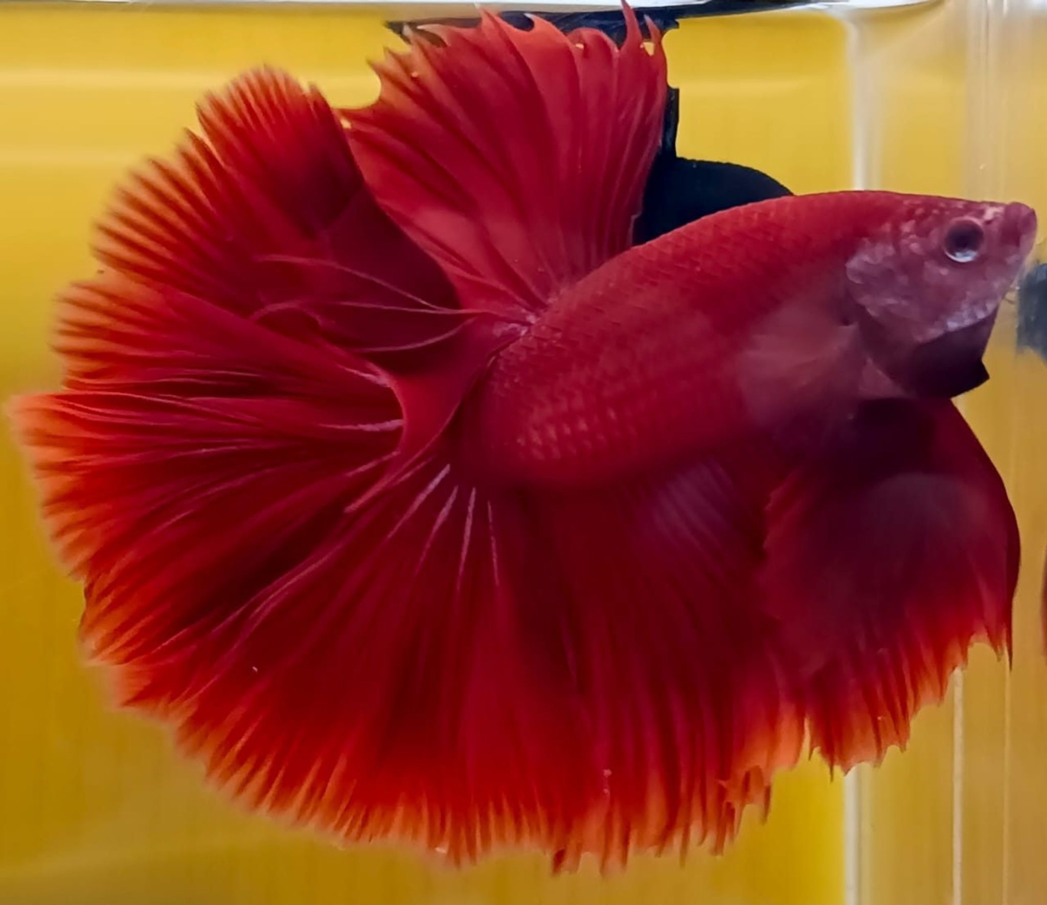 Super Red Halfmoon Betta (Male)
