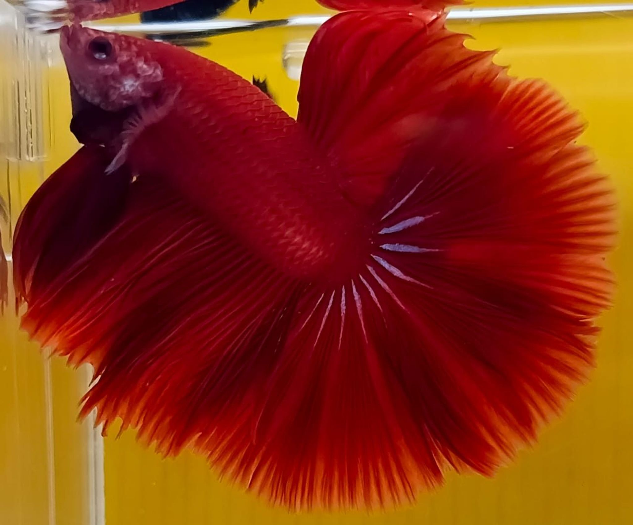 Super Red Halfmoon Betta (Male)