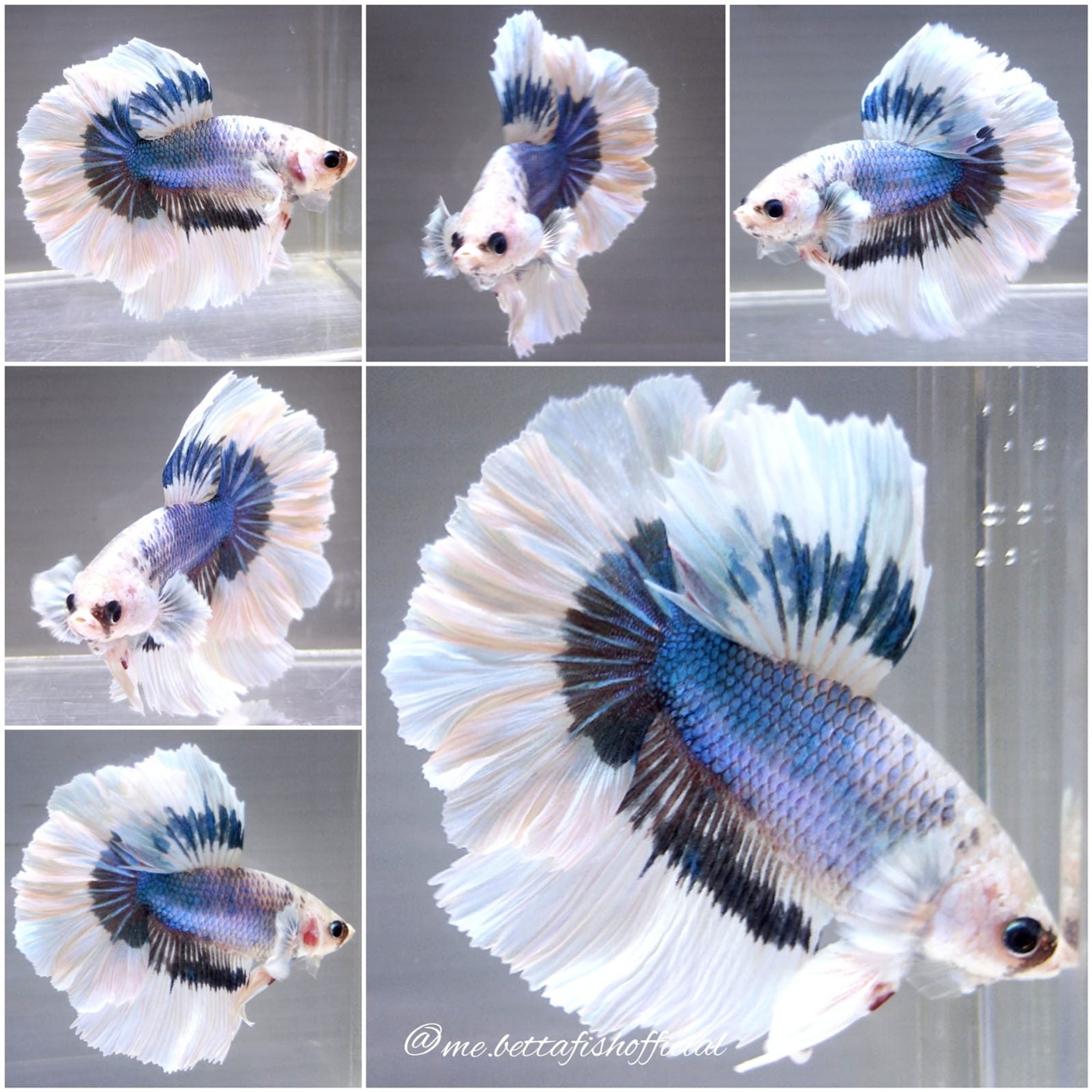 Super Rosetail Fancy Butterfly White Head