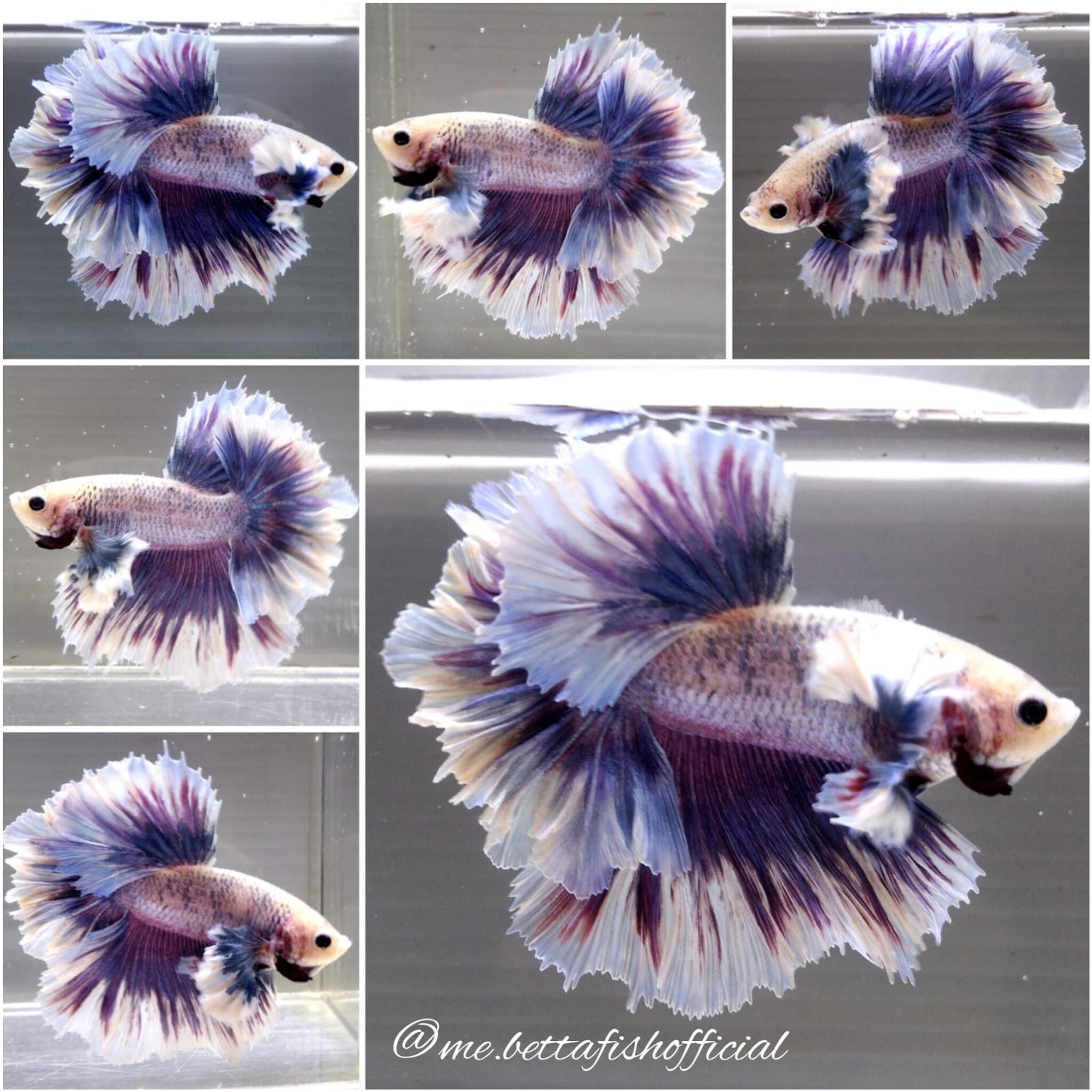 Super Rosetail Super Dumbo Rose Ear Purple Grizzle