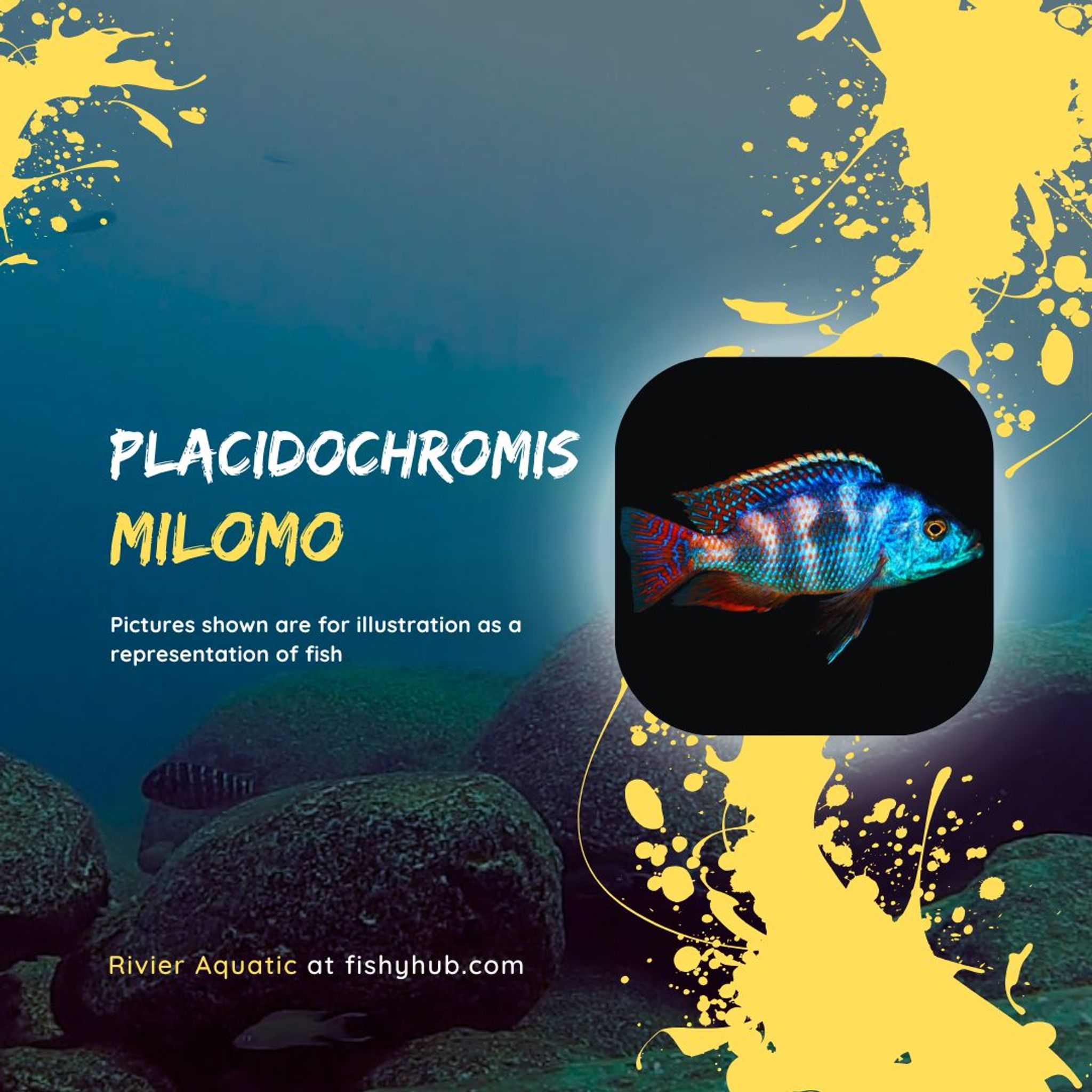 Super VC-10 Cichlid (Placidochromis Milomo)