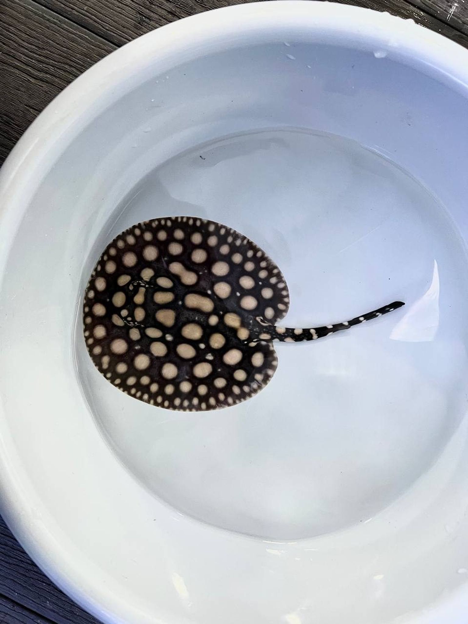 Super White Cross Stingray Pup