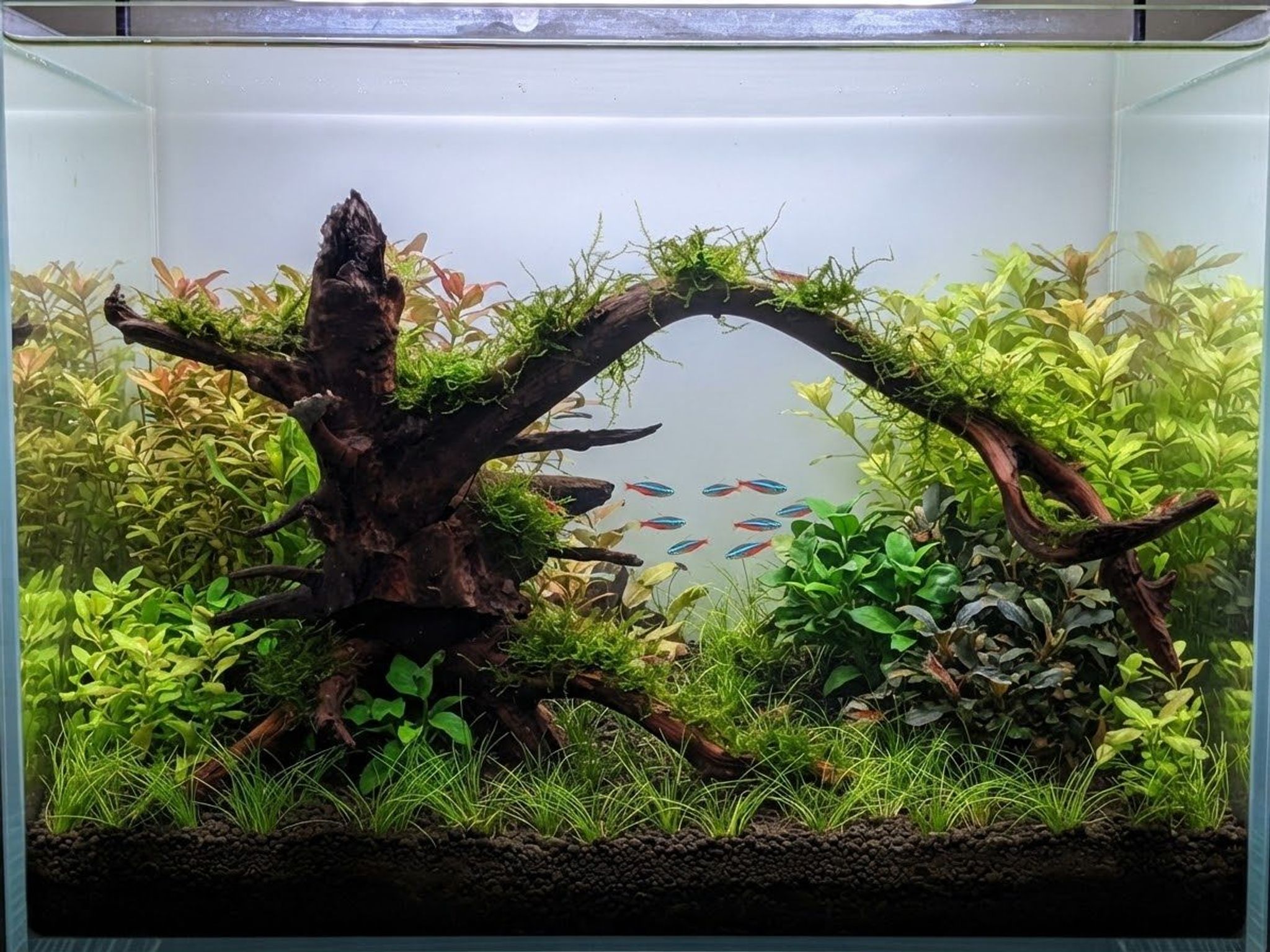 Super rare root system driftwood. Premium Aquascaping Driftwood A66 | Self-Standing Centerpiece