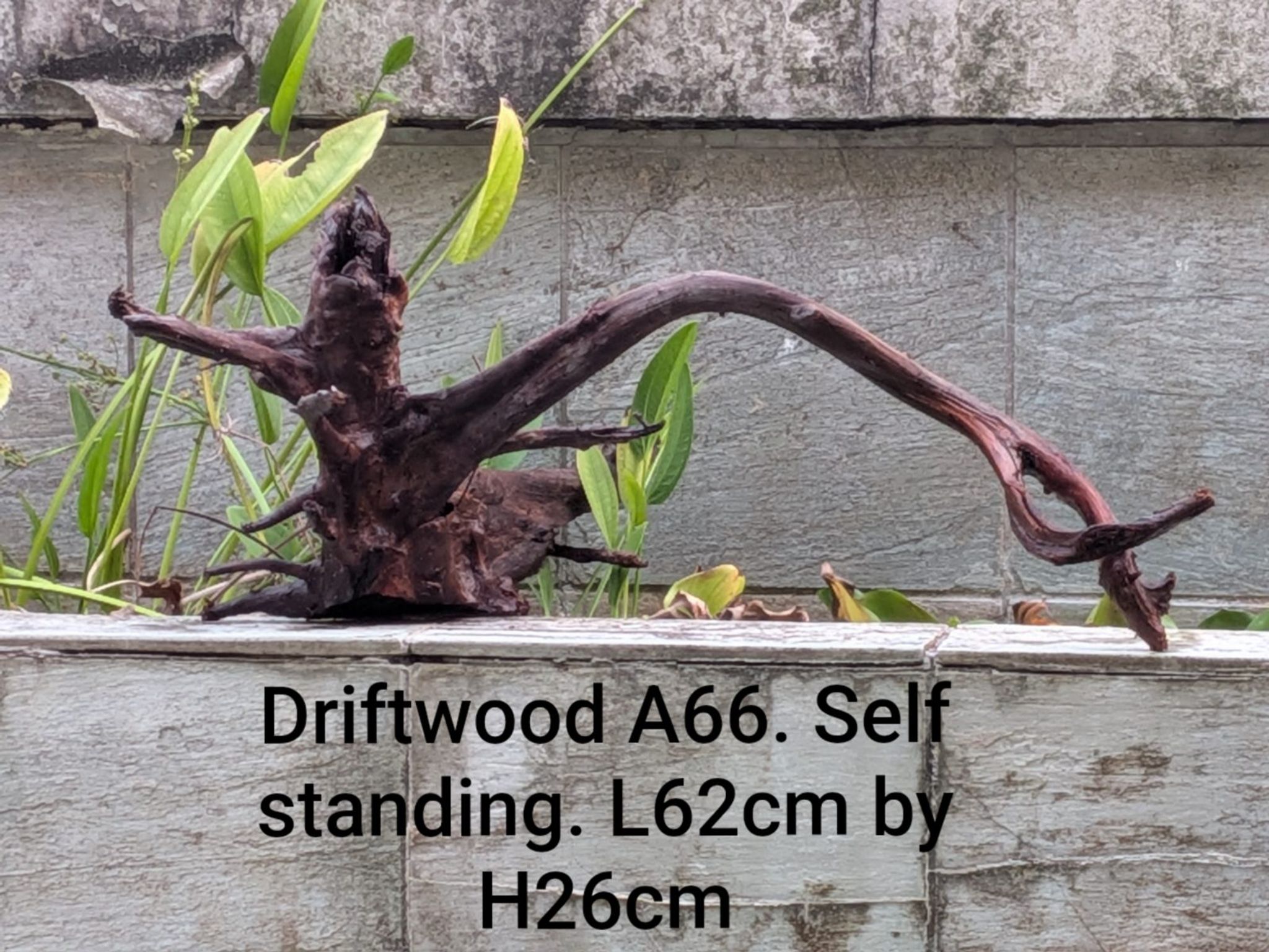 Super rare root system driftwood. Premium Aquascaping Driftwood A66 | Self-Standing Centerpiece